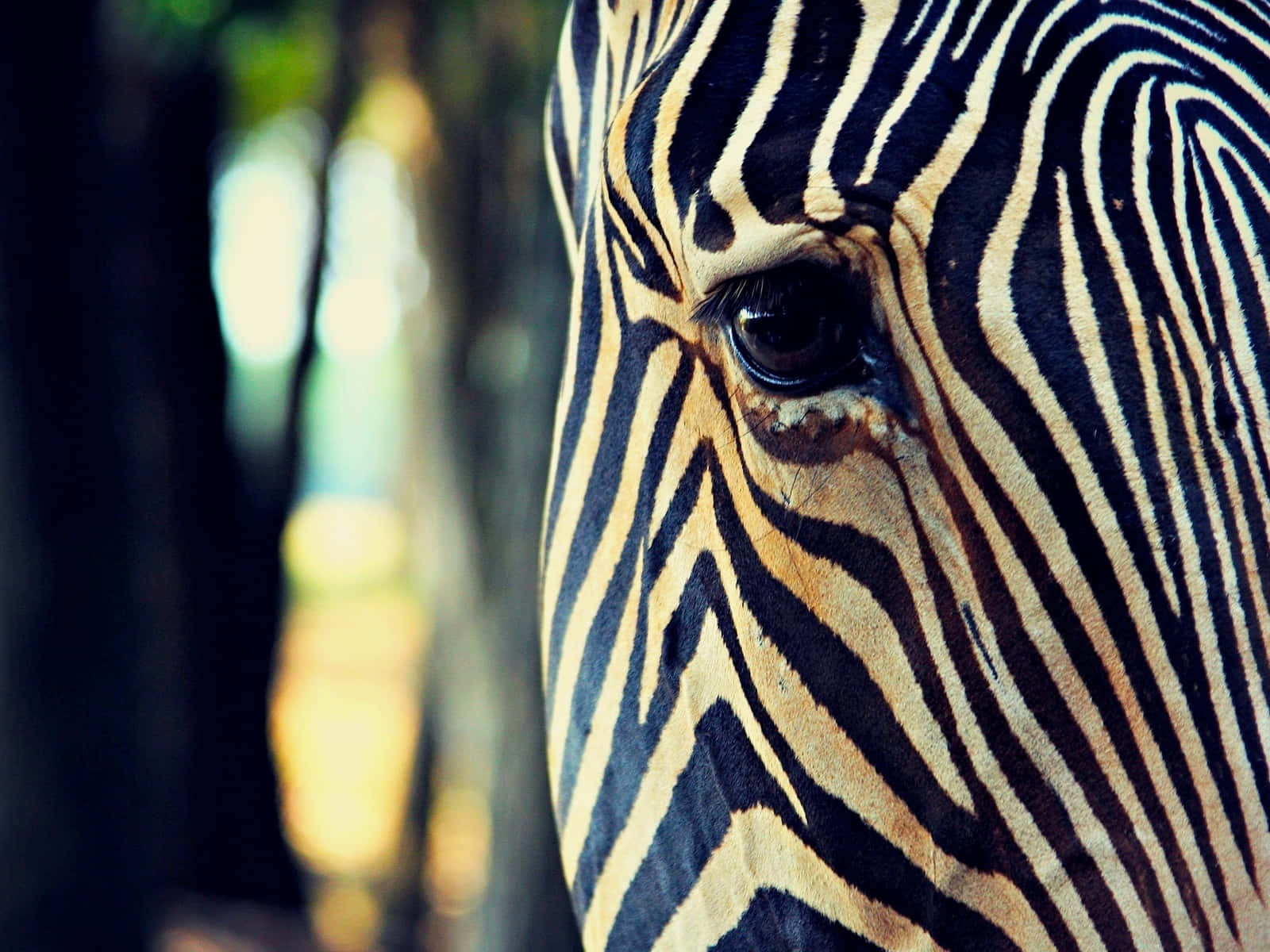 Striped Zebra Eye Closeup Background