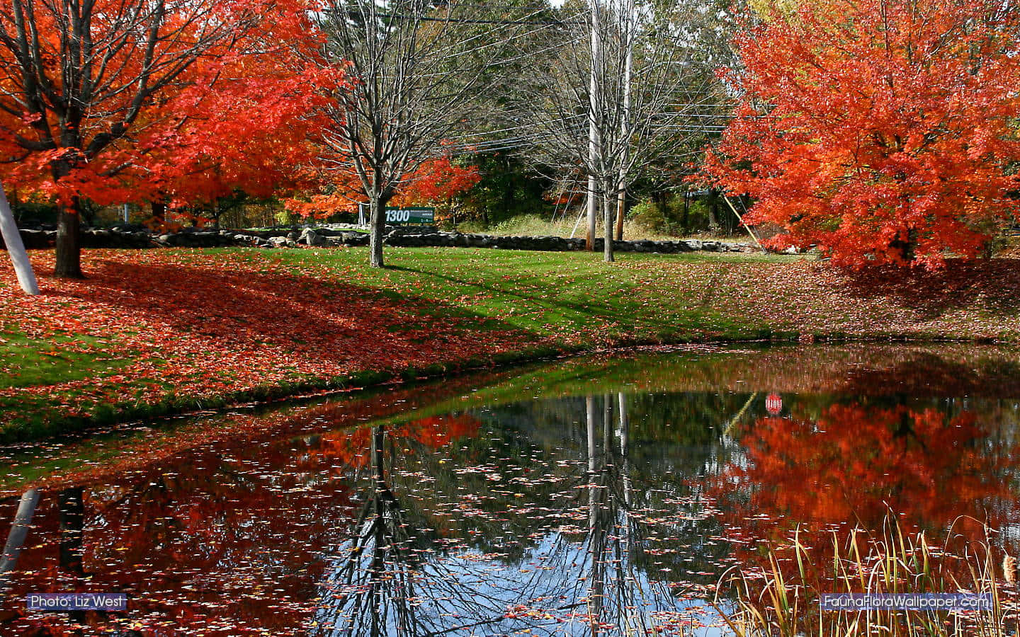 Stroll Through A Serene New England Autumn Background