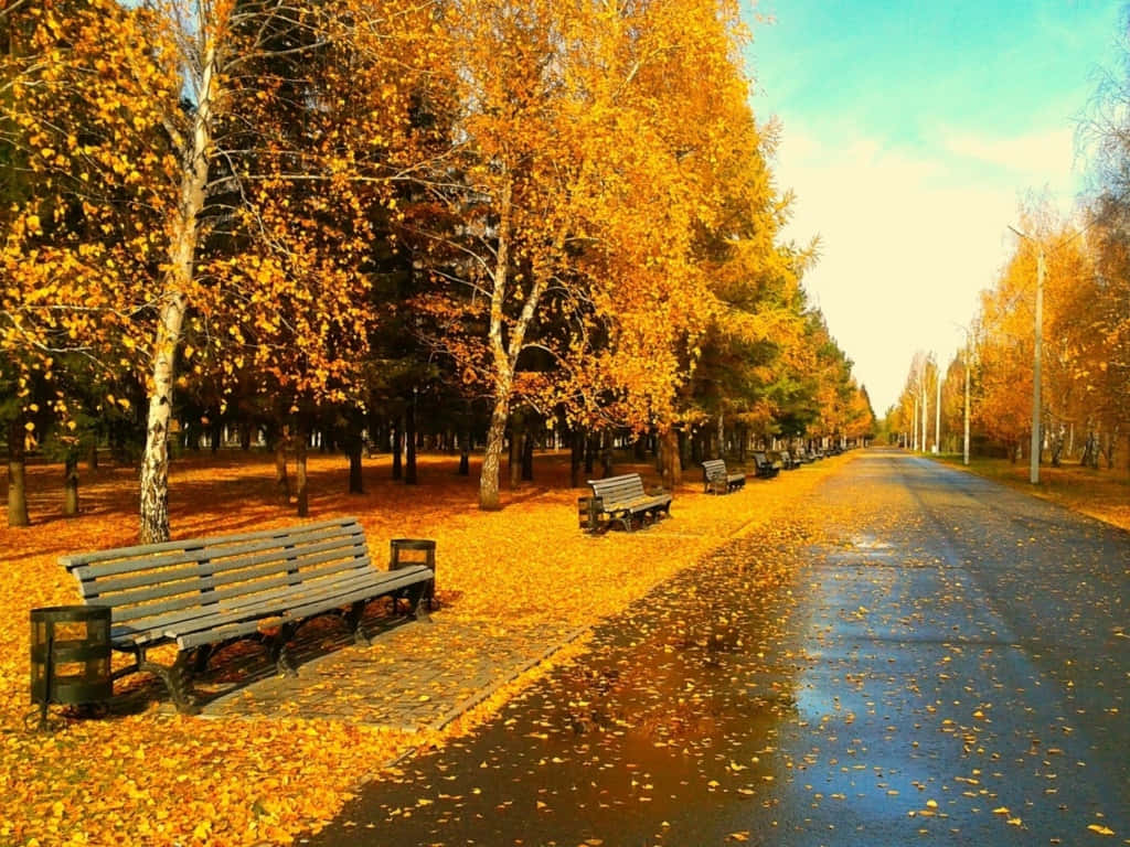 Stroll Through A Vibrant Forest Of Autumn Trees Background