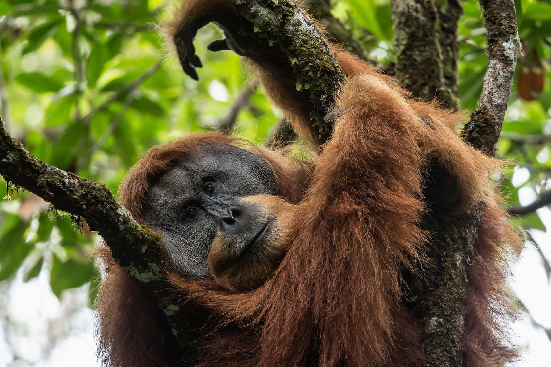 Strong And Powerful Apes Orangutan Background