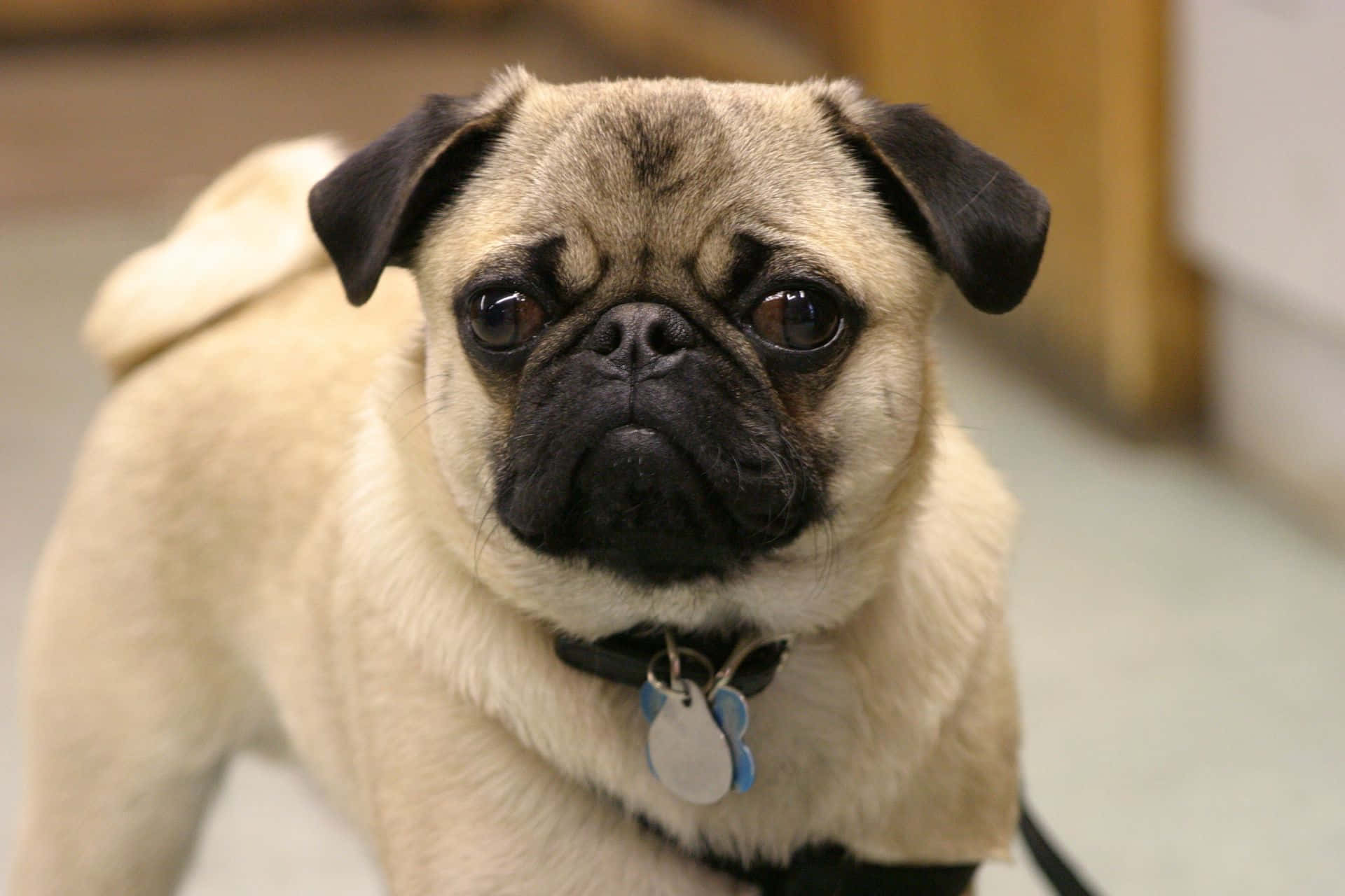 Strong But Cute Pug Dog