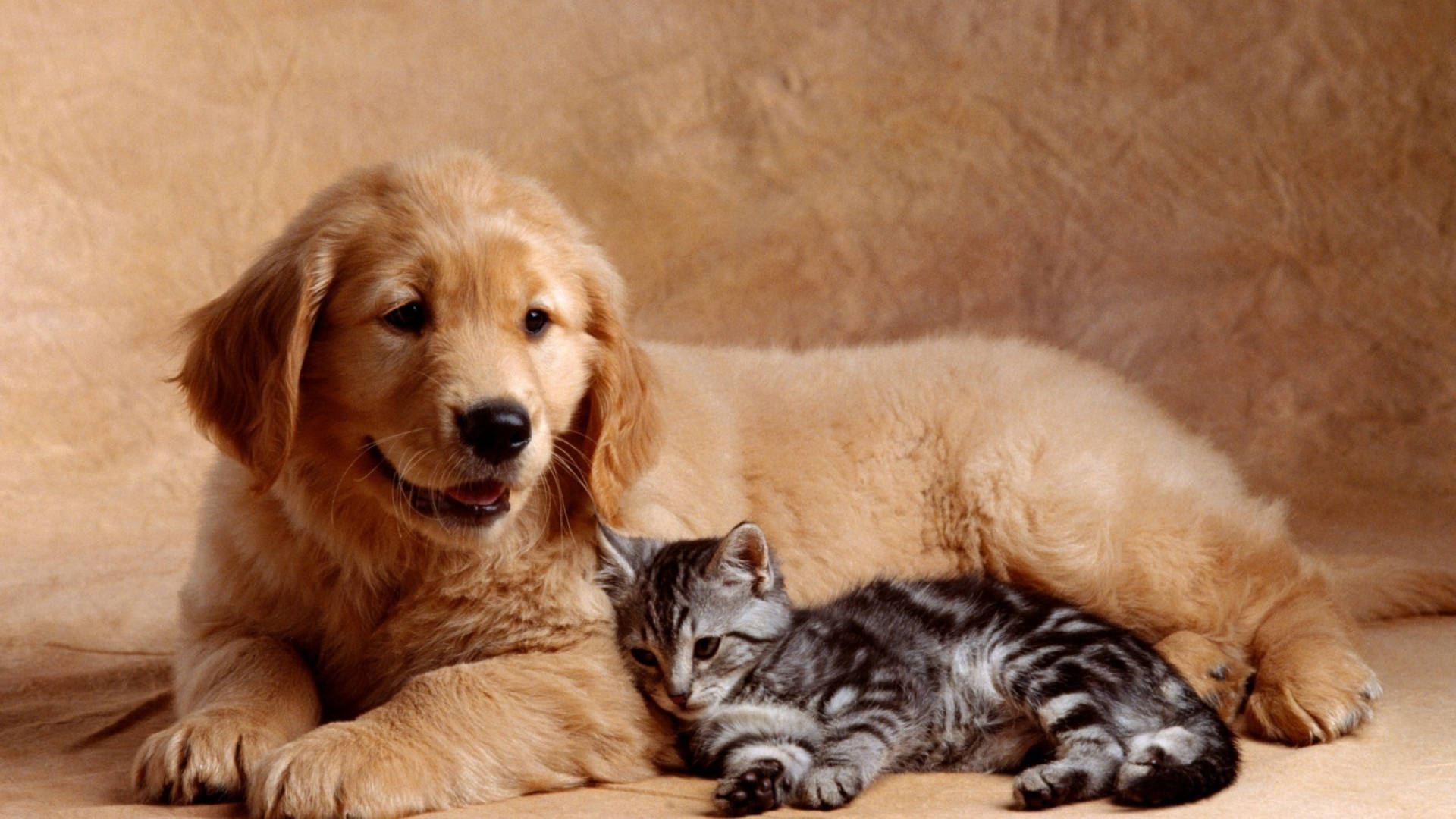 Studio Shot Cat And Dog Background