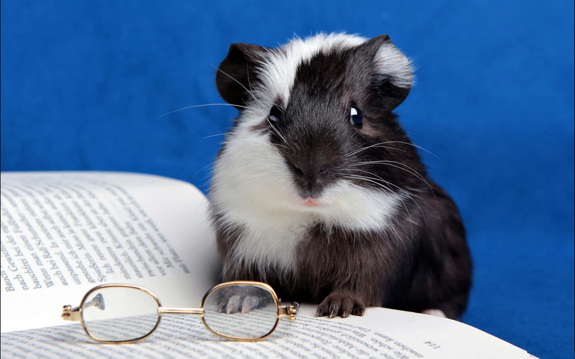 Studious Mouse Background