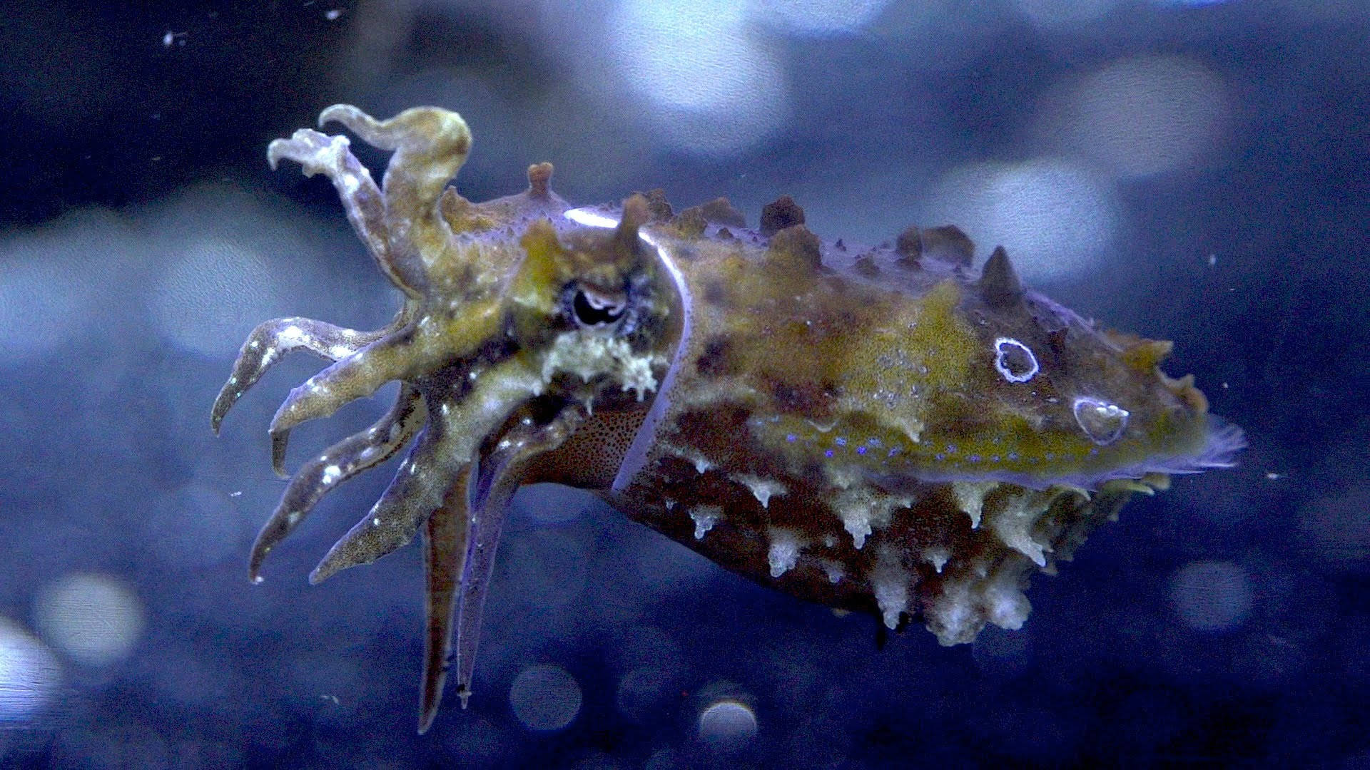 Stumpy-spined Cuttlefish Or Dwarf Cuttlefish