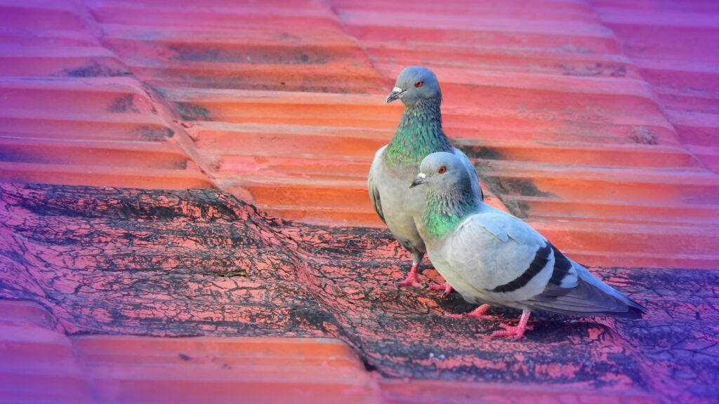 Stunning 1920x1080 Hd Image Of A Feral Pigeon