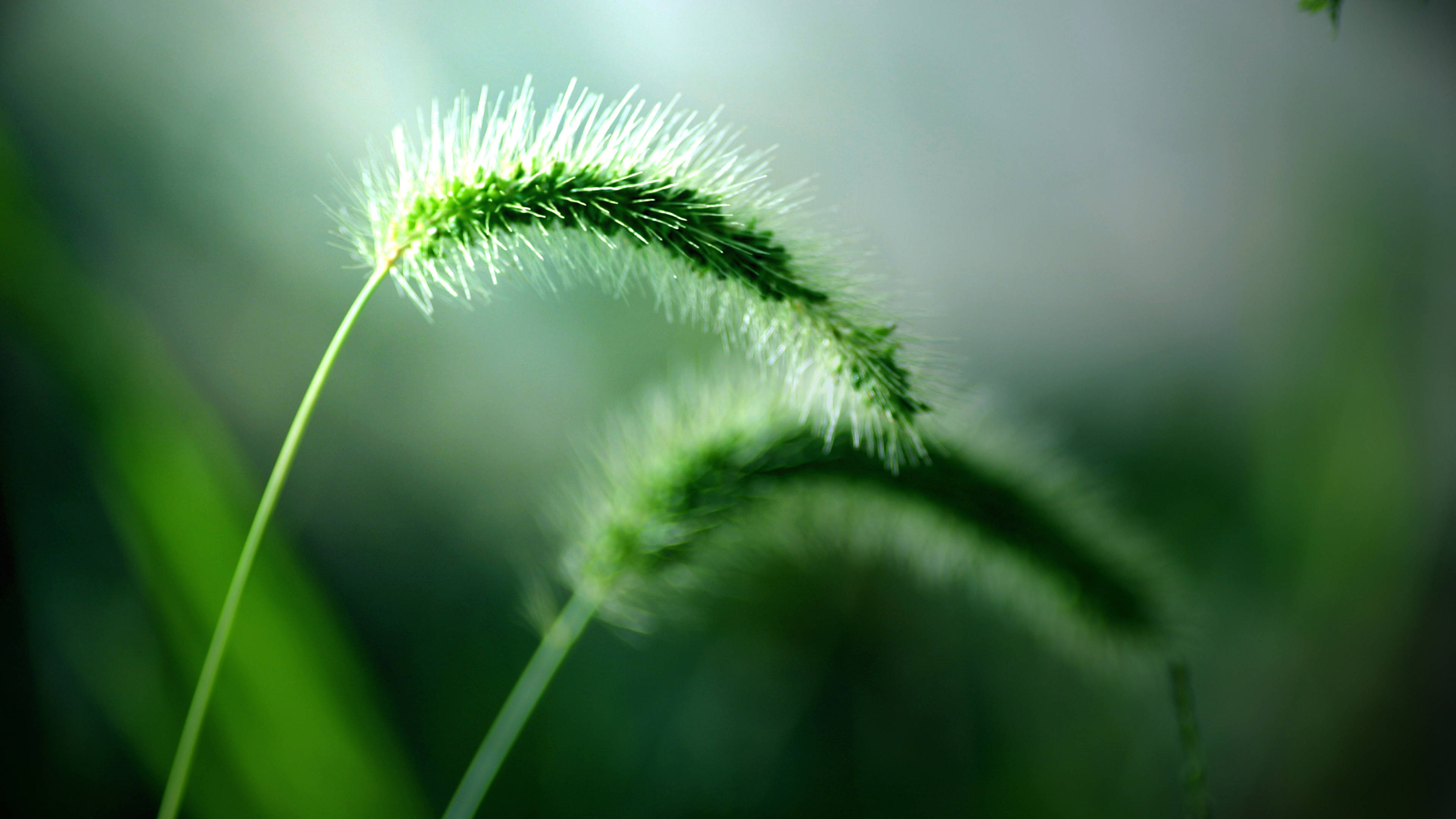 Stunning 4k Green Foxtail Plant Image