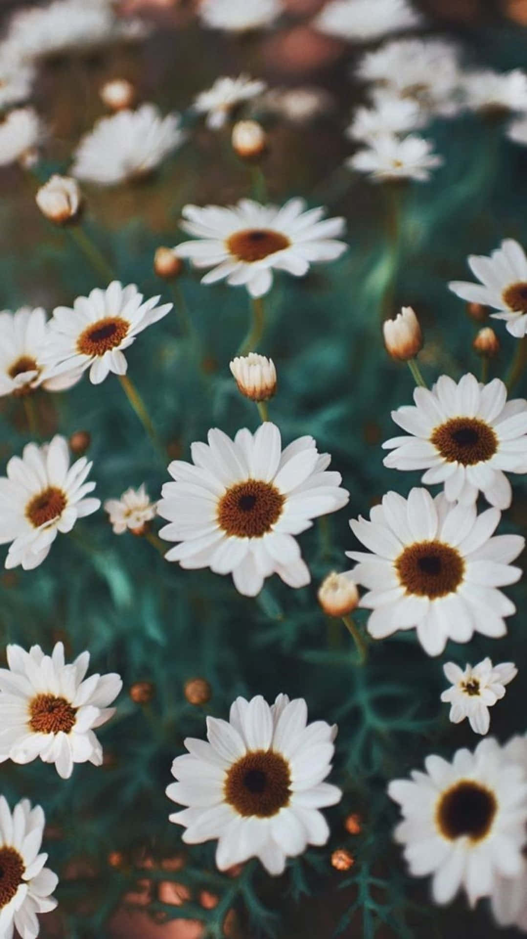 Stunning Aesthetic Daisy In Full Bloom Background