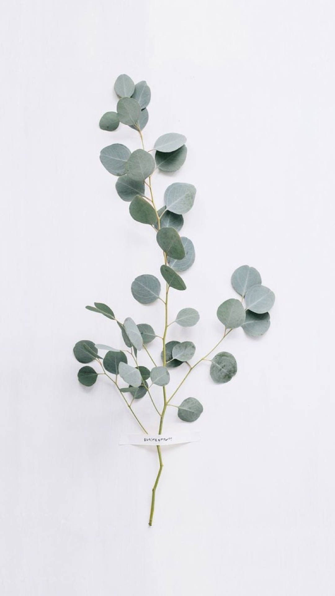 Stunning Artificial Eucalyptus Plant| Background