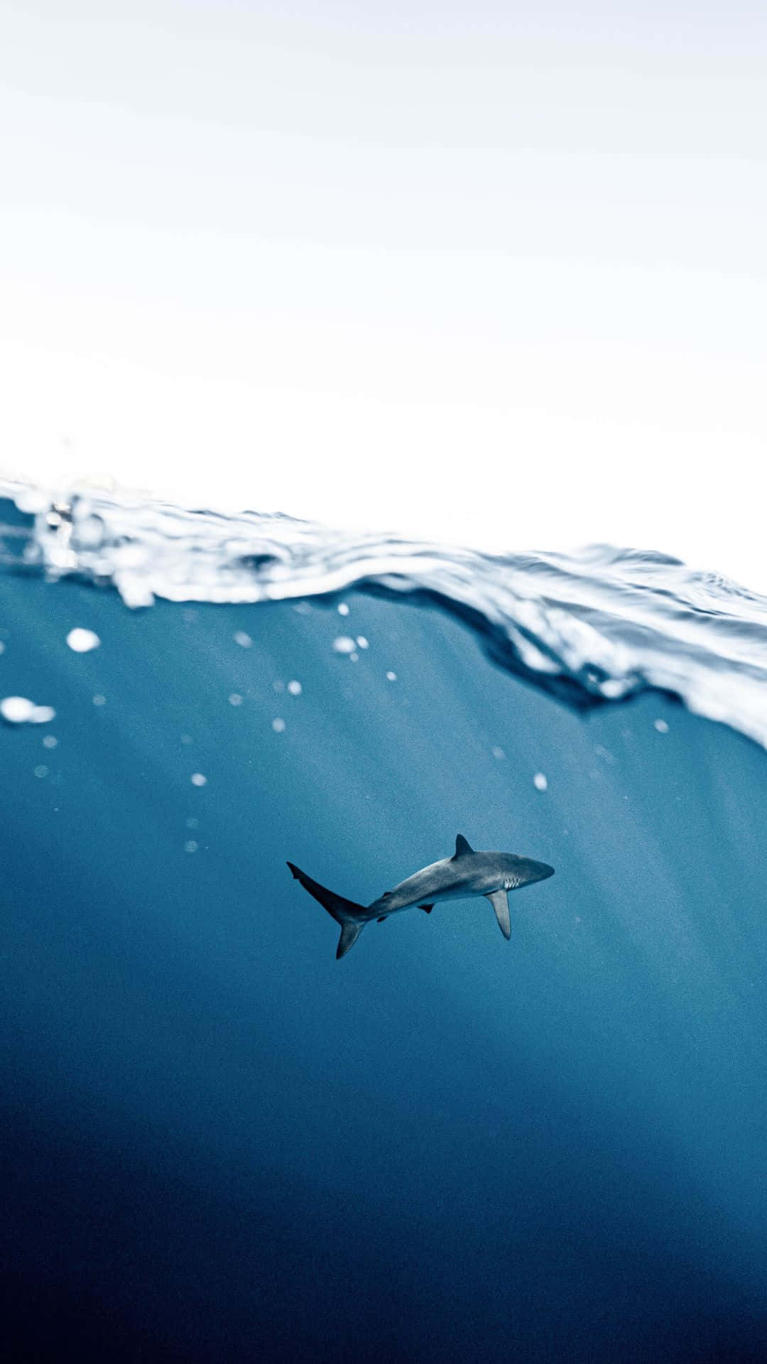 Stunning Avatar Of Black Shark Background