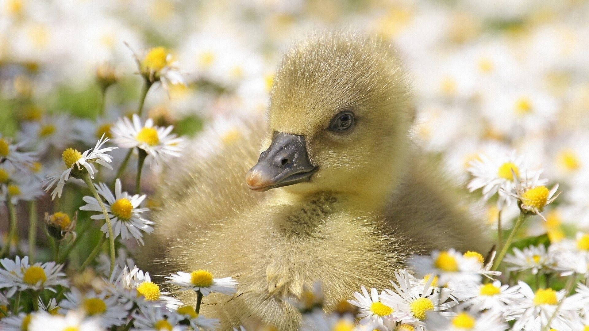 Stunning Baby Duck Background