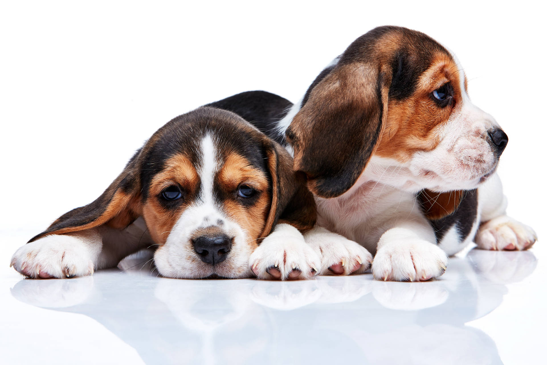 Stunning Beagle Puppies Background