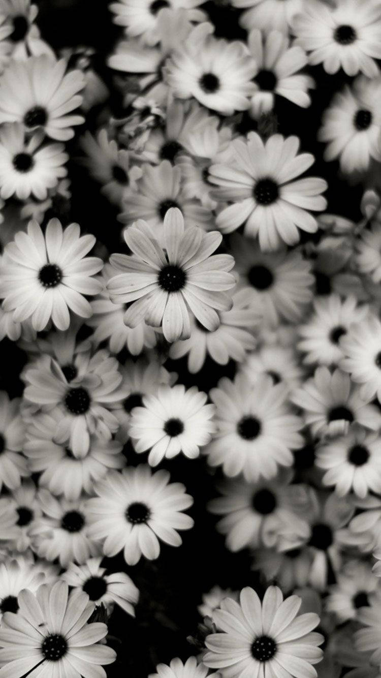 Stunning Black And White Daisies On Iphone Background Background