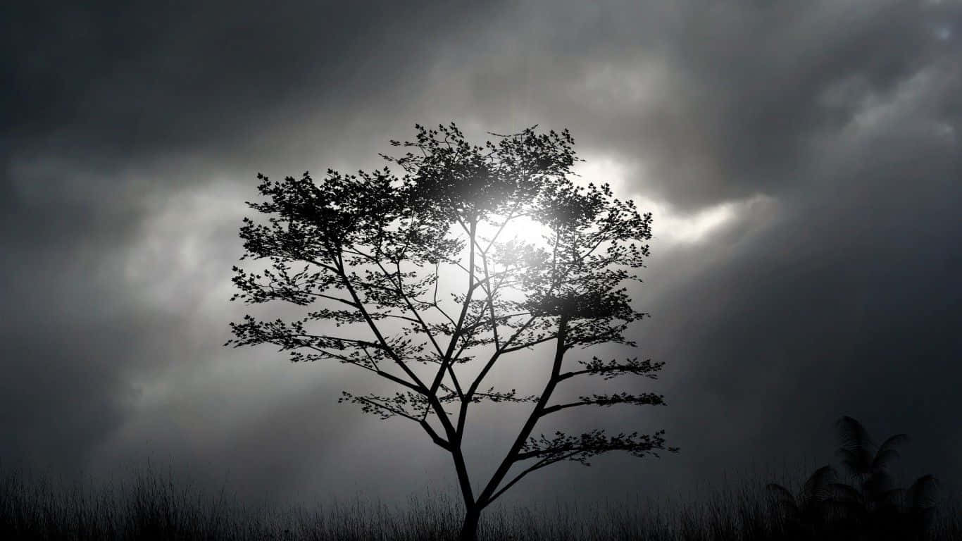 Stunning Black And White Tree