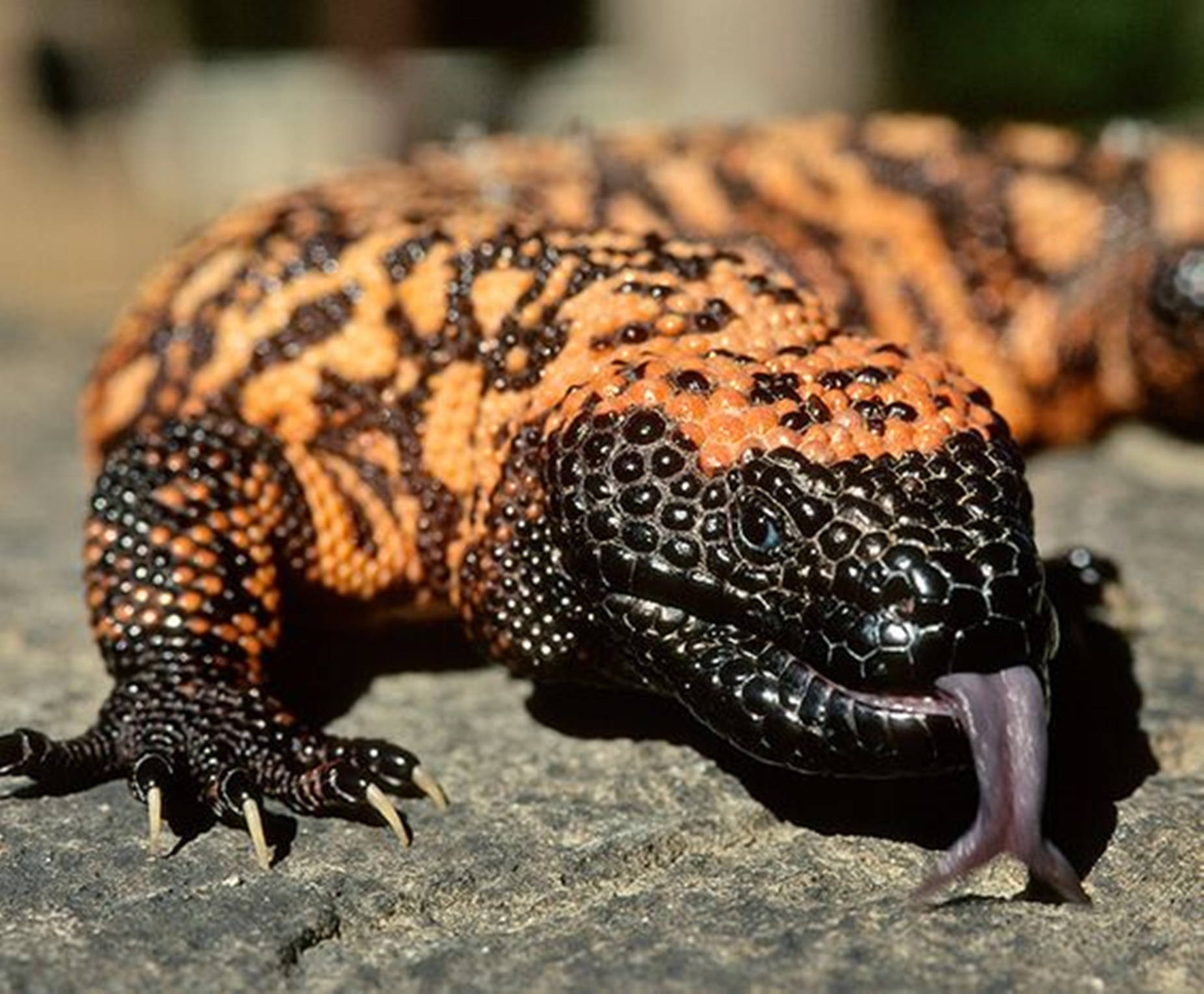 Stunning Black And Yellow Gila Monster Perched On A Rock