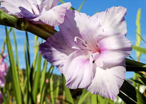 Stunning Bloom Of Gladiolus Flowers In Vibrant Colors Background