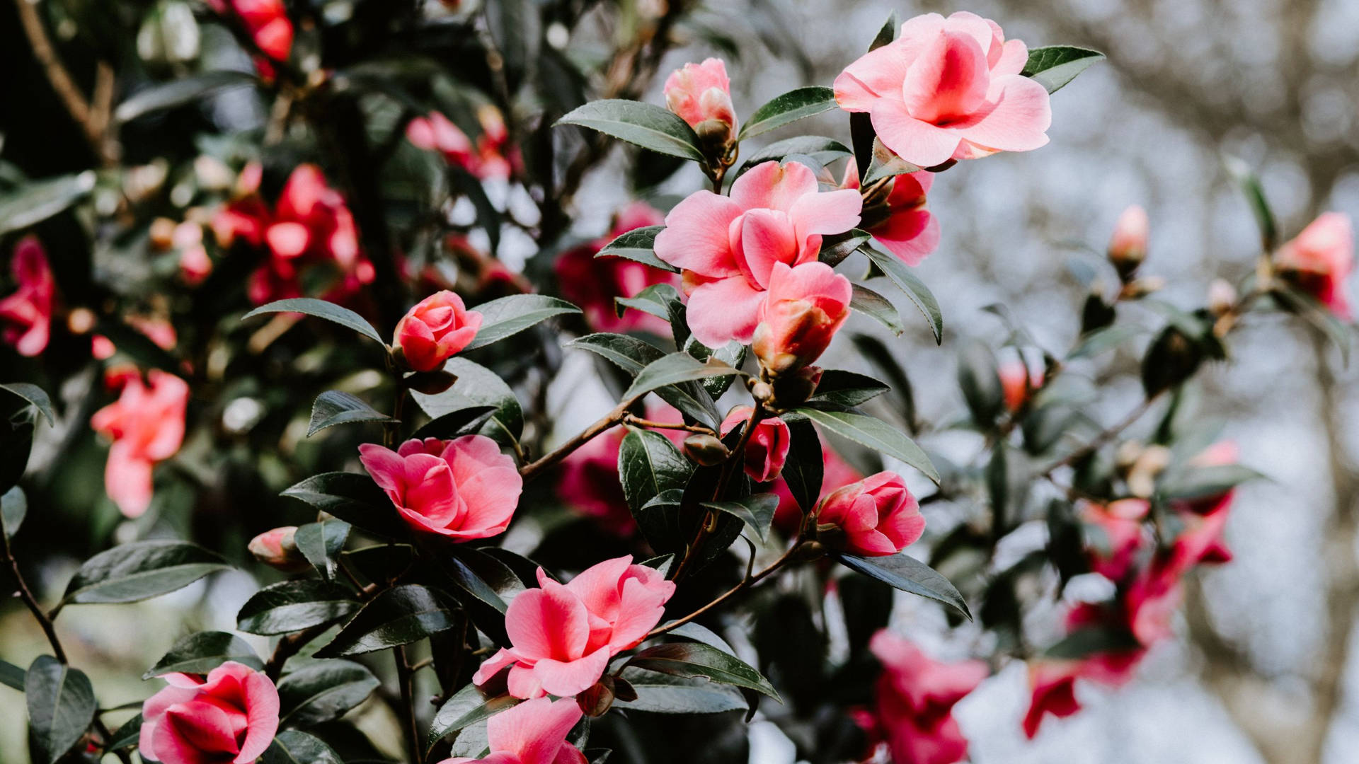 Stunning Blooms Of Camellia Sasanqua In Full Blossom