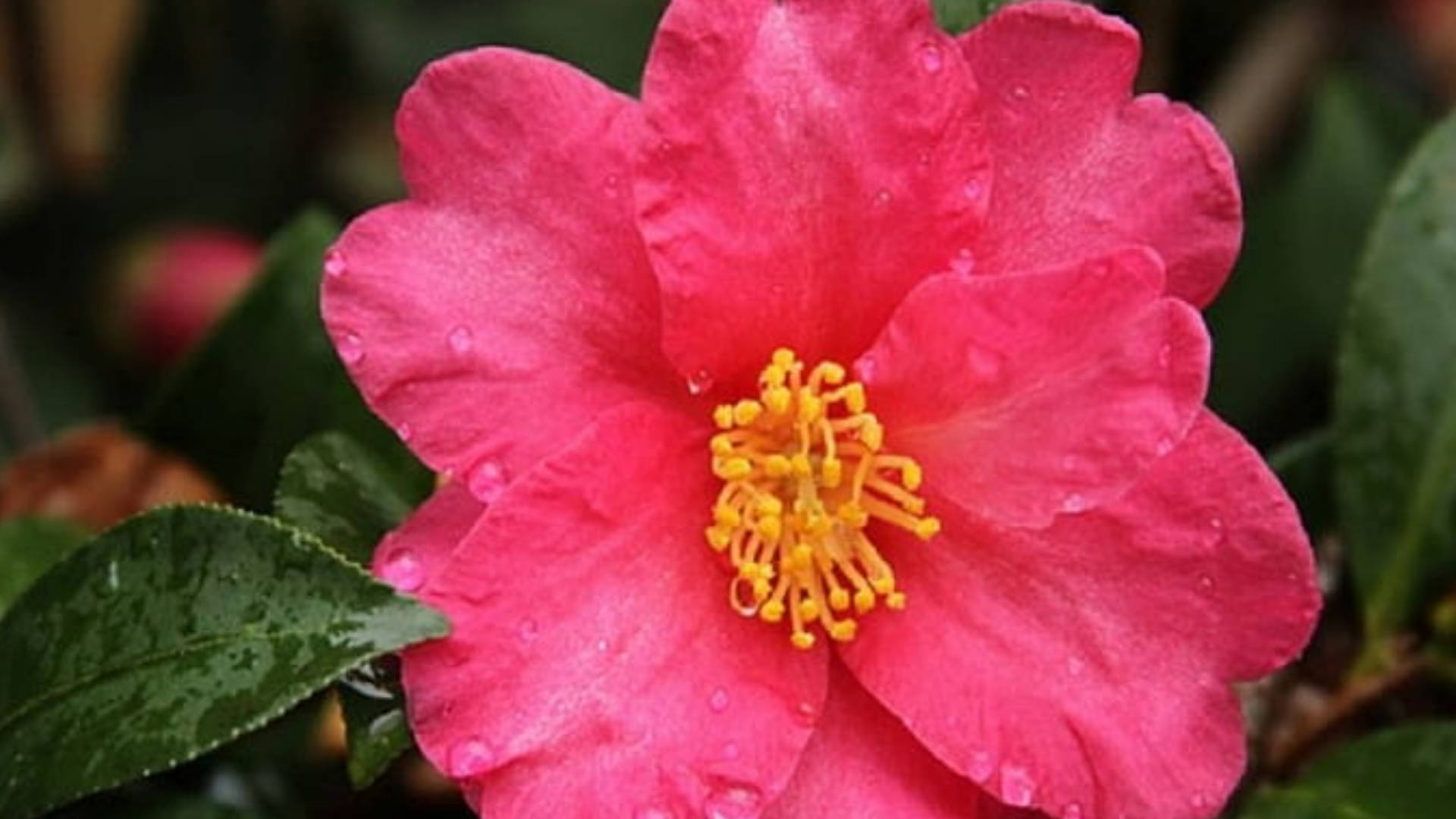 Stunning Blossom Of Camellia Sasanqua Background