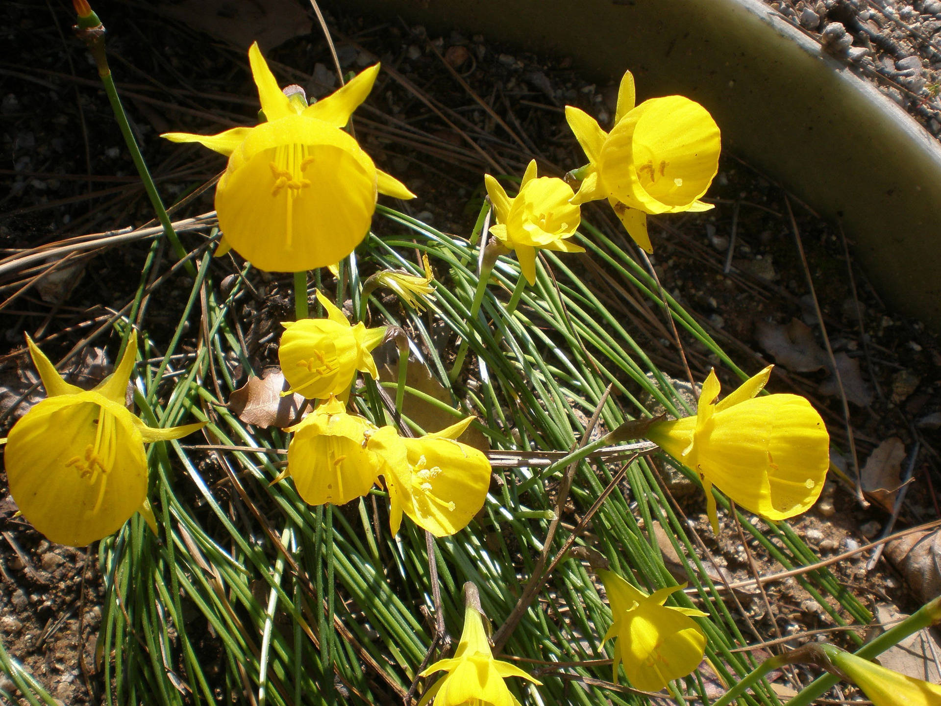Stunning Blossom Of Fernandesii Narcissus Flower Background
