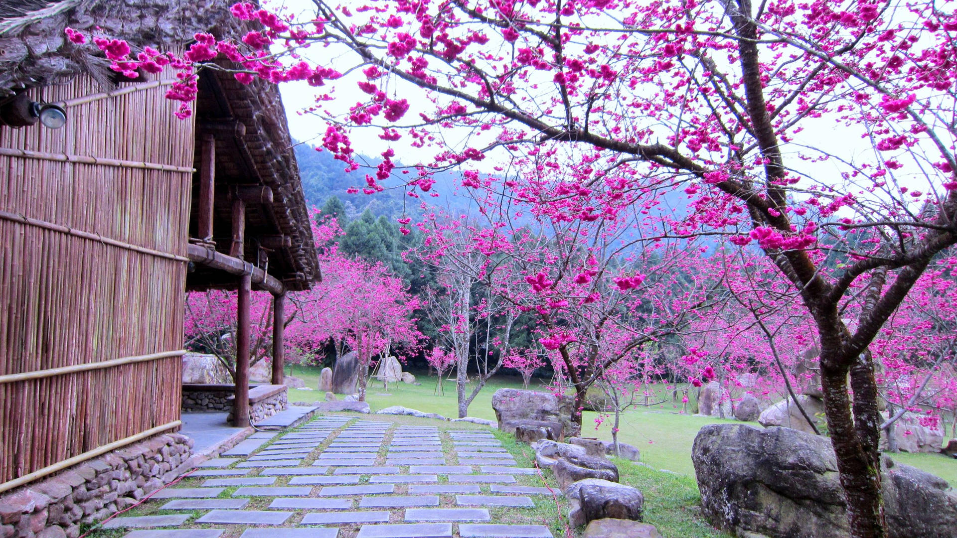 Stunning Blossoms Of A Beautiful Sakura Garden Background