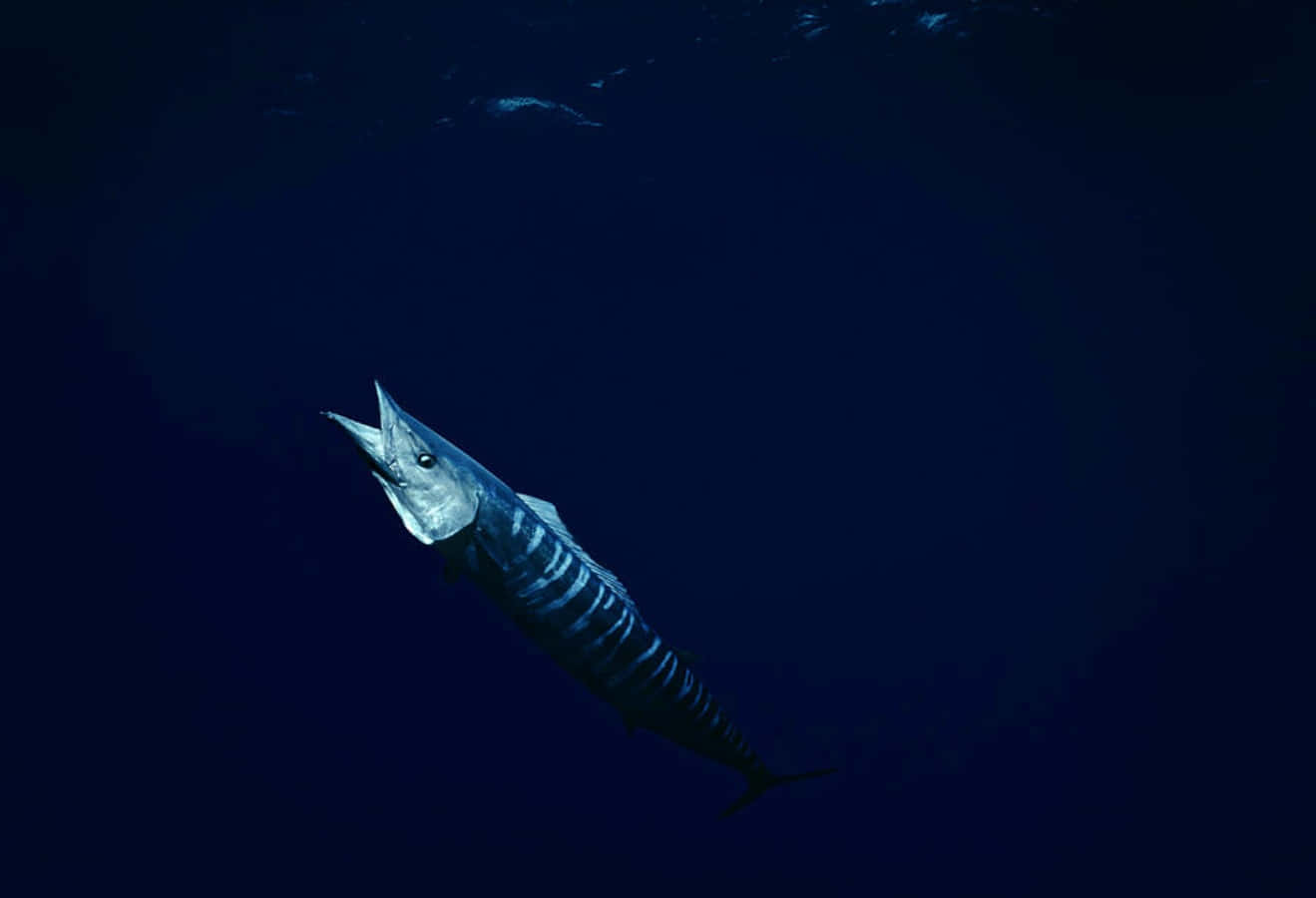 Stunning Blue Wahoo Fish Swimming In The Deep Ocean Background