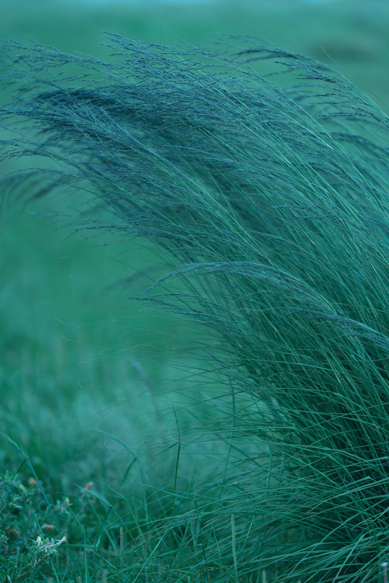 Stunning Bushy Native Grass On 8k Phone Wallpaper