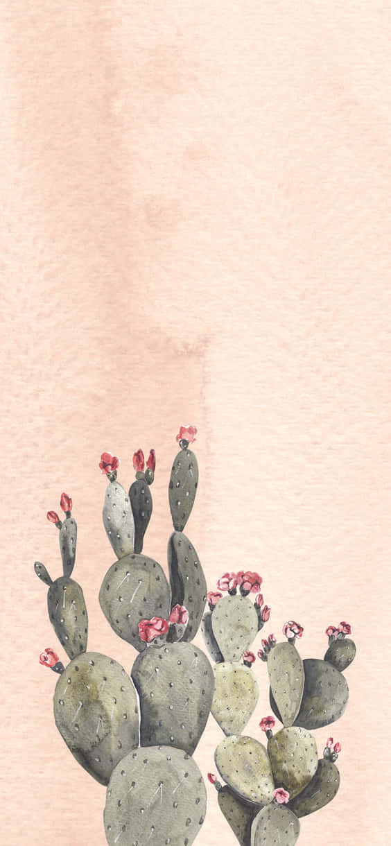 Stunning Cactus Wallpaper For Iphone Background
