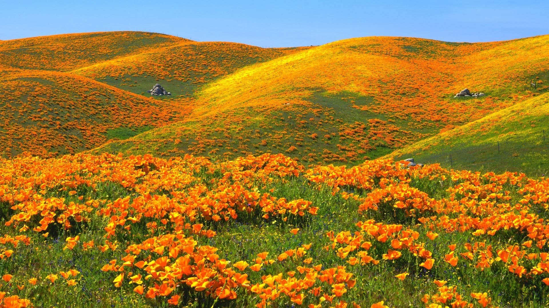 Stunning California Poppy Fields In Pristine Condition