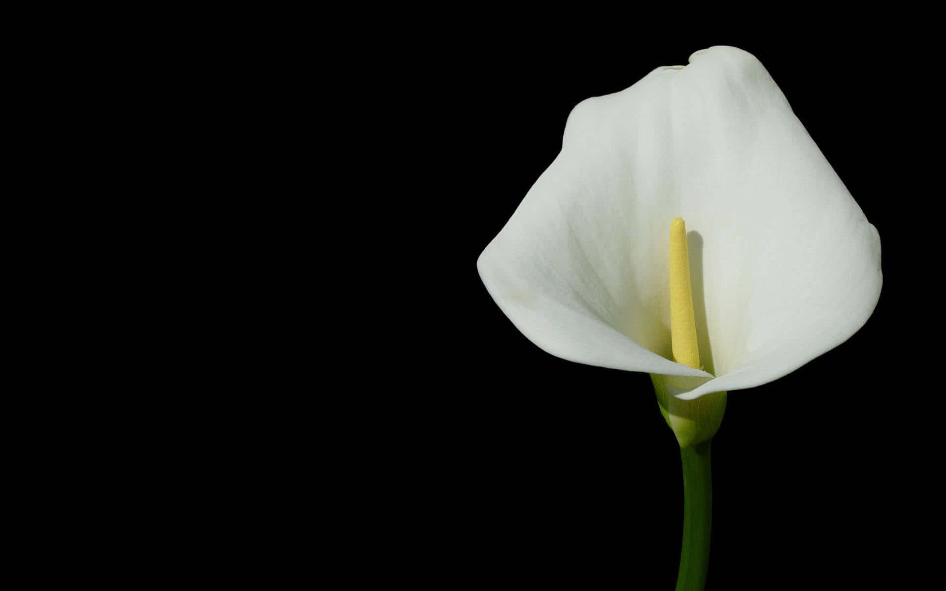 Stunning Calla Lily In Full Bloom Background