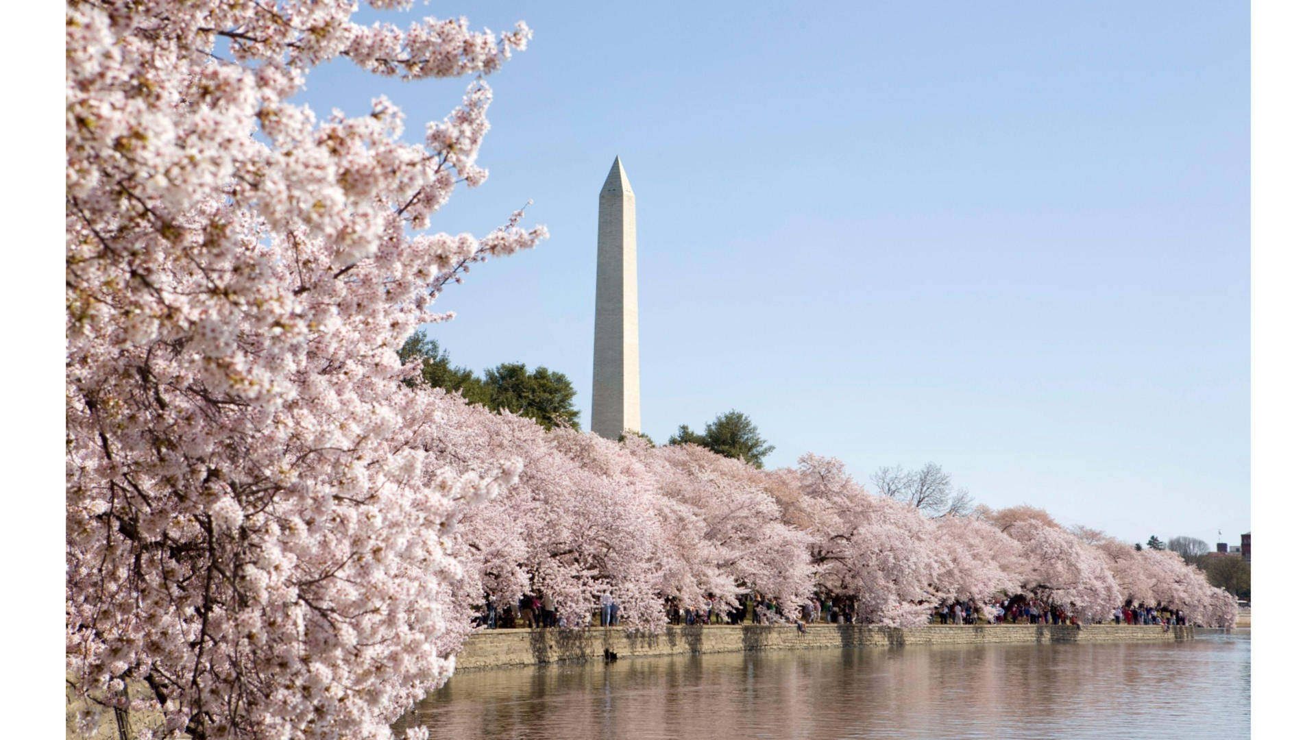 Stunning Cherry Blossom Season In Washington Dc Background