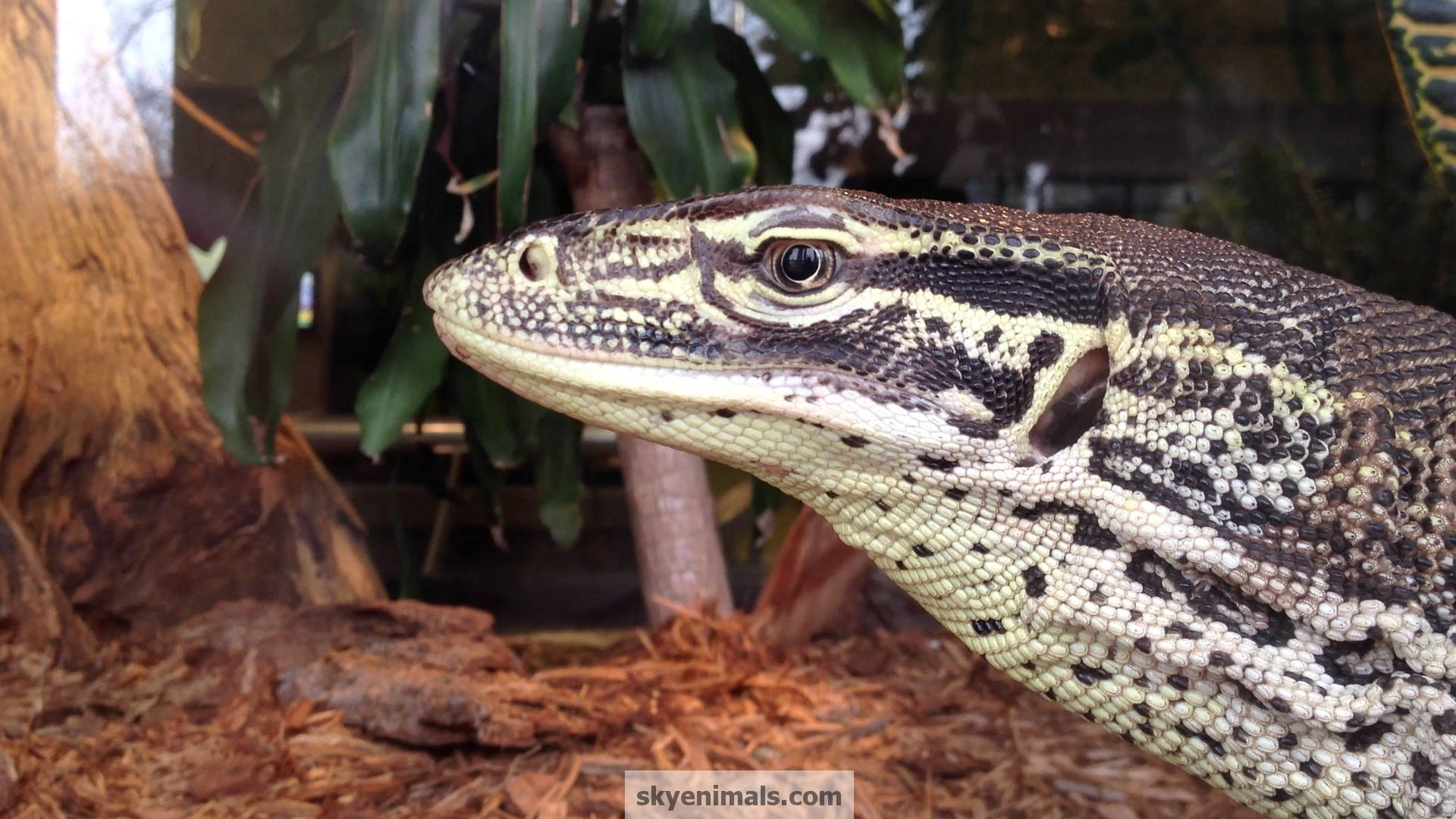 Stunning Close-up Of A Captive Argus Monitor Lizard Background