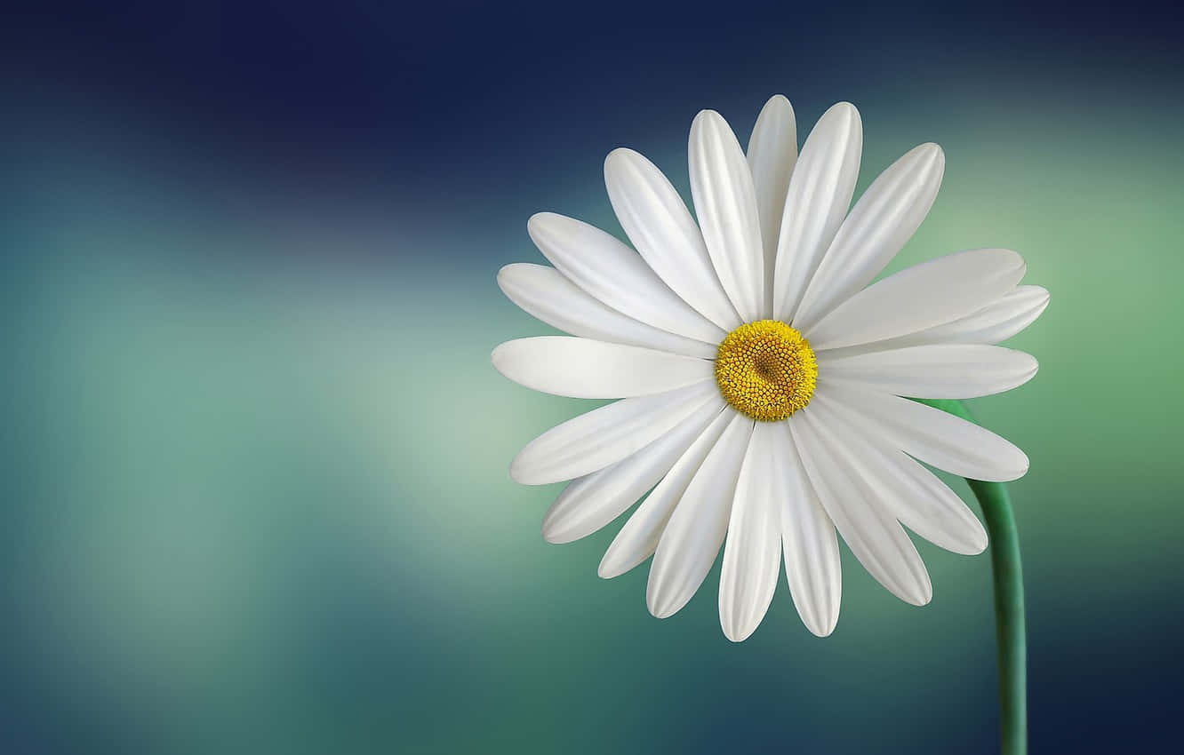 Stunning Close-up Of A Cute Daisy Flower Background