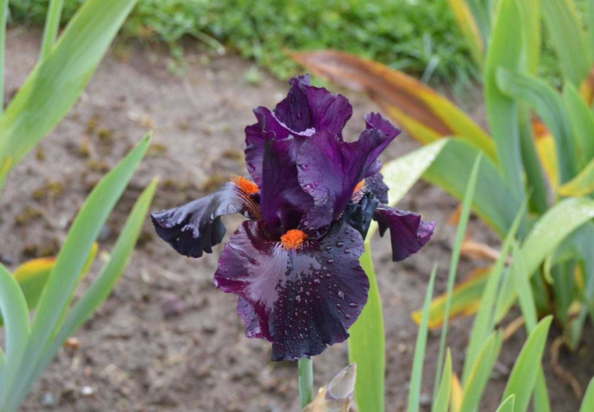 Stunning Close-up Of A Dracula's Kiss Bearded Iris Flower
