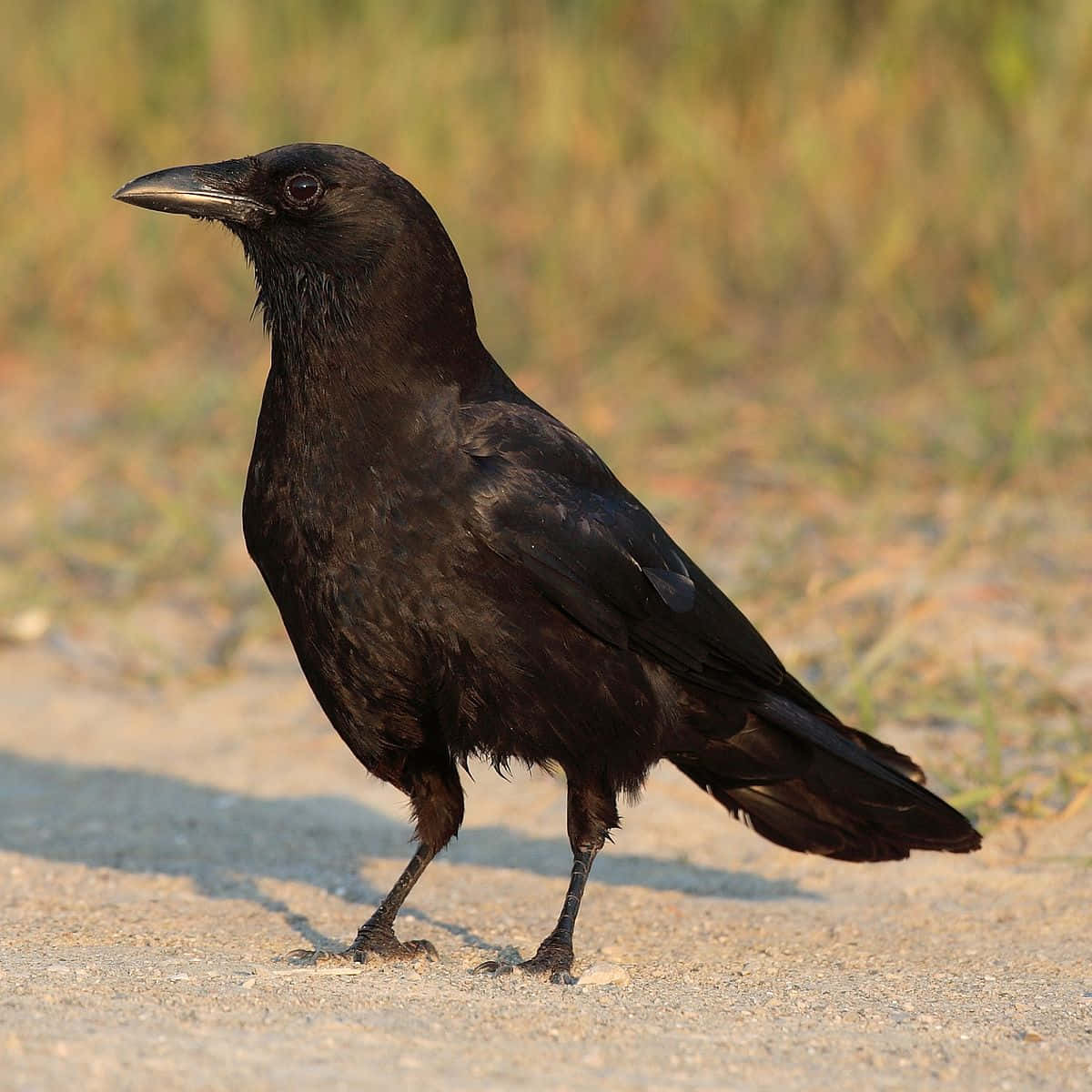 Stunning Close-up Of A Majestic Crow Background
