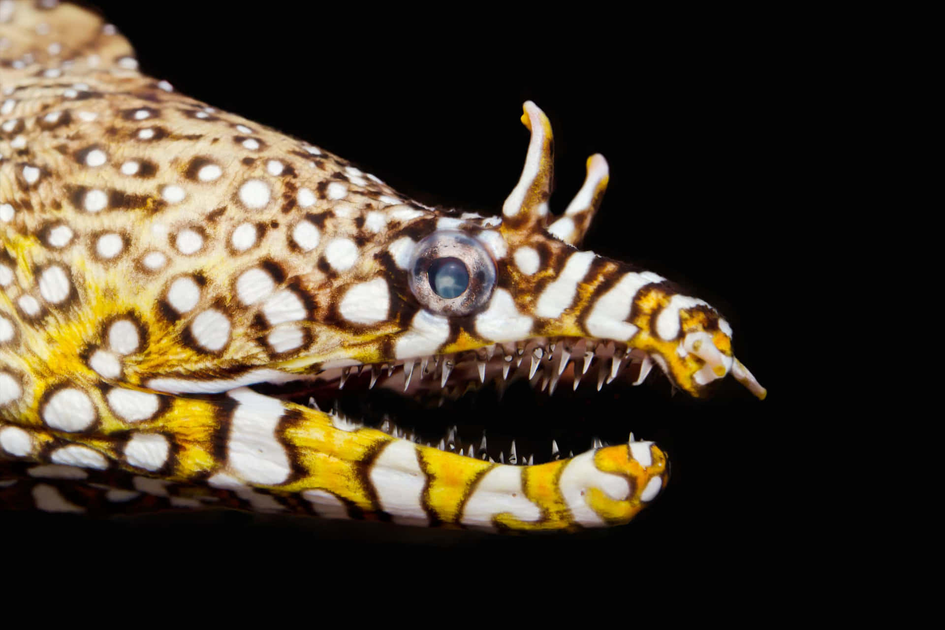 Stunning Close-up Of A Moray Eel Background