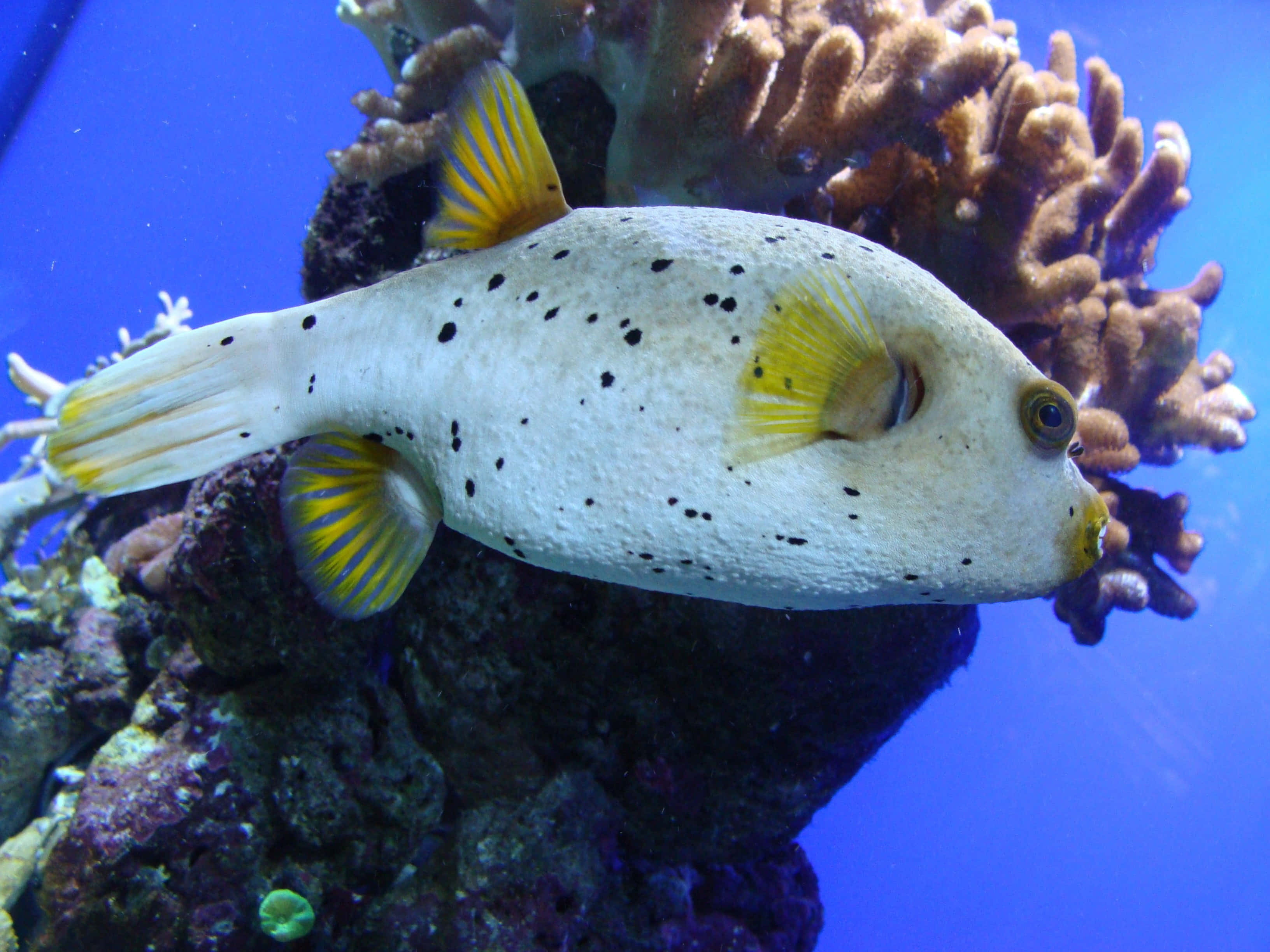 Stunning Close-up Of A Vibrant Pufferfish
