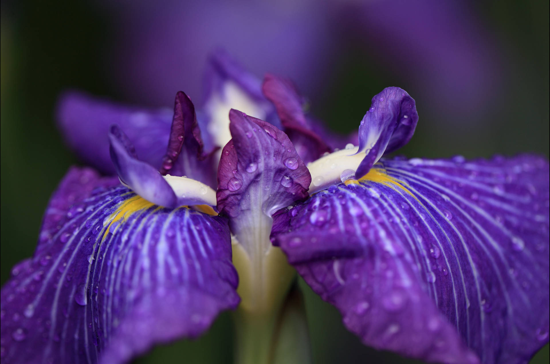 Stunning Close-up Of Vibrant Iris Ensata Flower