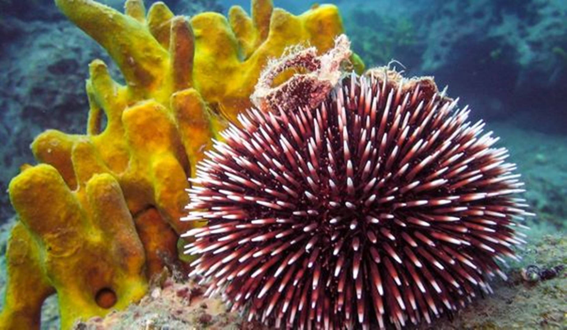 Stunning Close-up Shot Of A White And Red Sea Urchin Amidst A Coral Sponge. Background