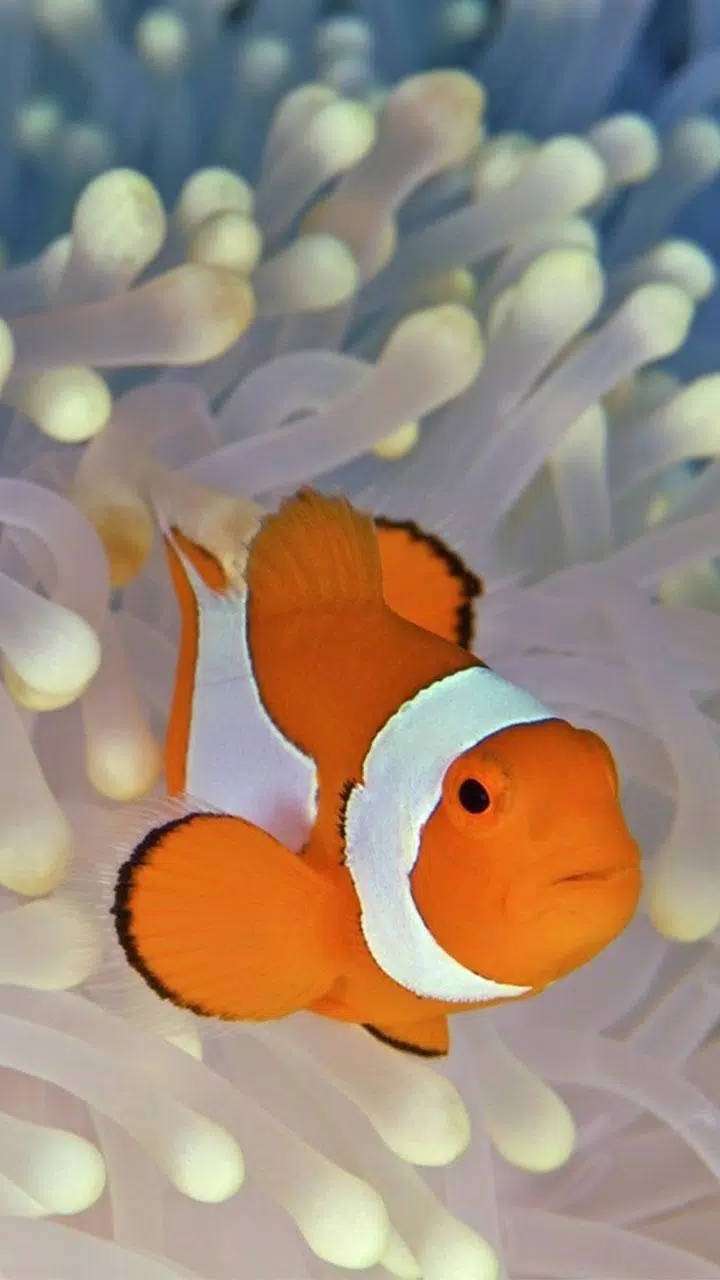 Stunning Clown Fish Iphone Background