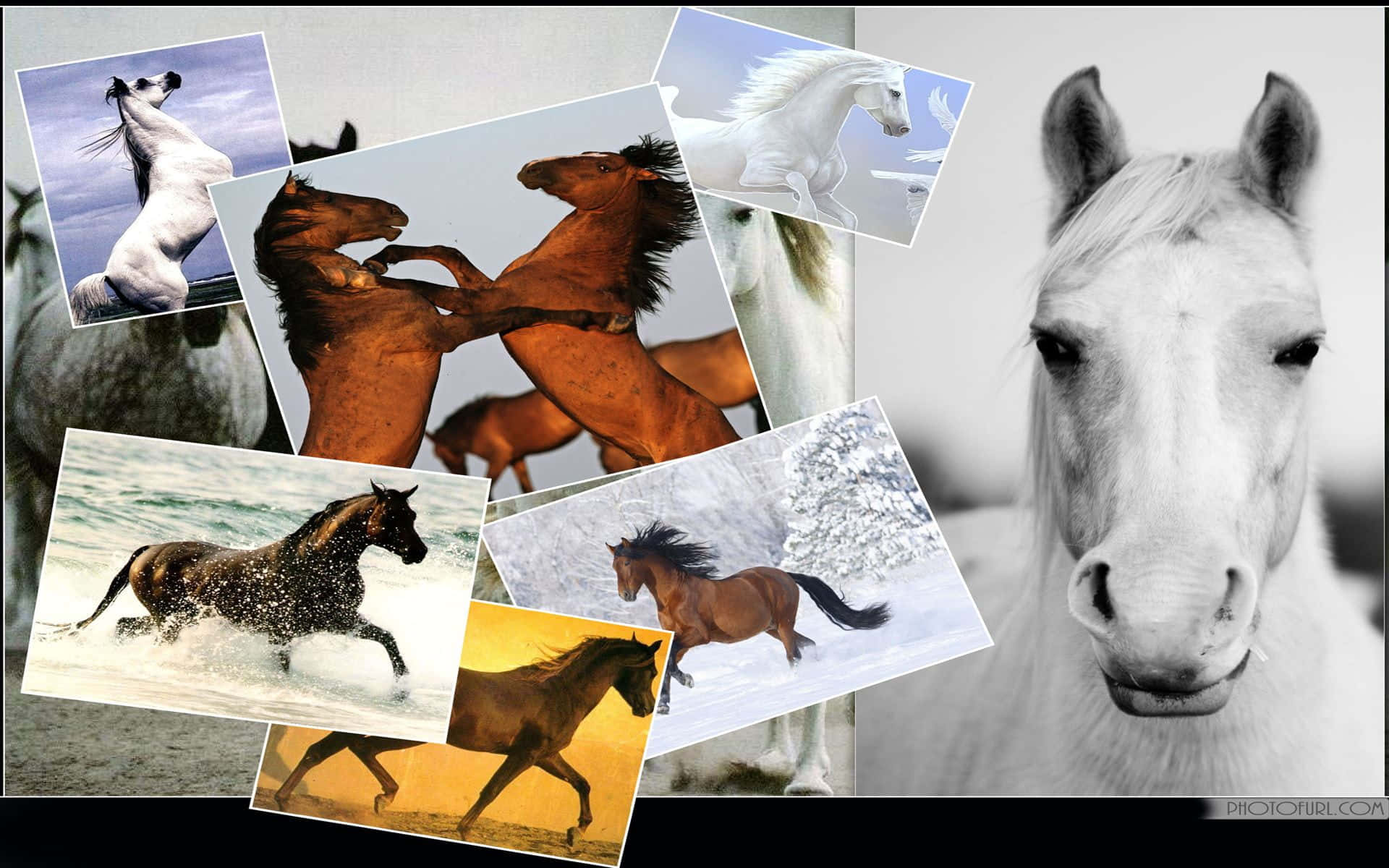 Stunning Collage Of Horses Background