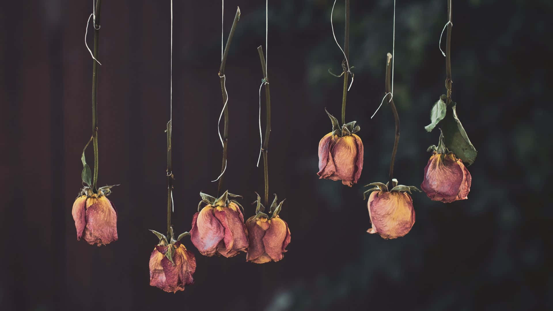 Stunning Collection Of Dried Flowers In Assorted Colors And Arrangements Background