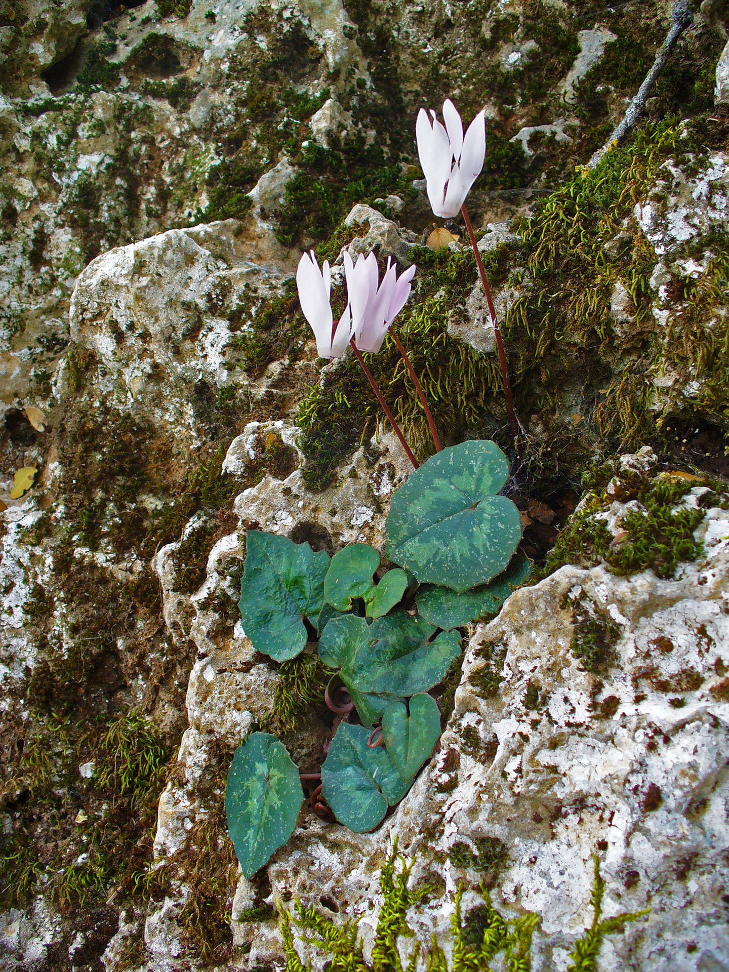 Stunning Cyclamen Creticum Plant In Full Bloom Background