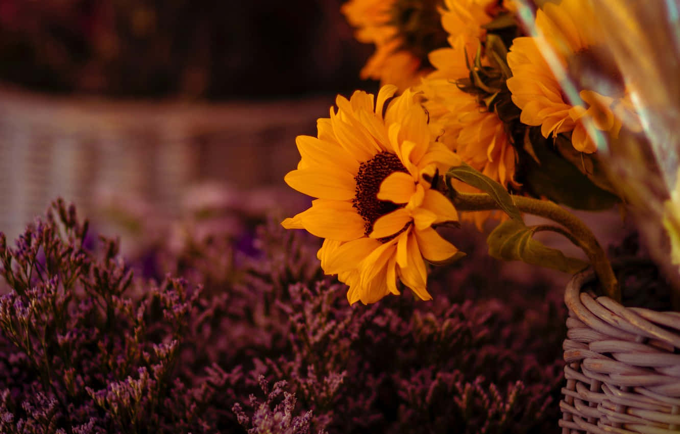 Stunning Dark Sunflower In The Summer Breeze Background