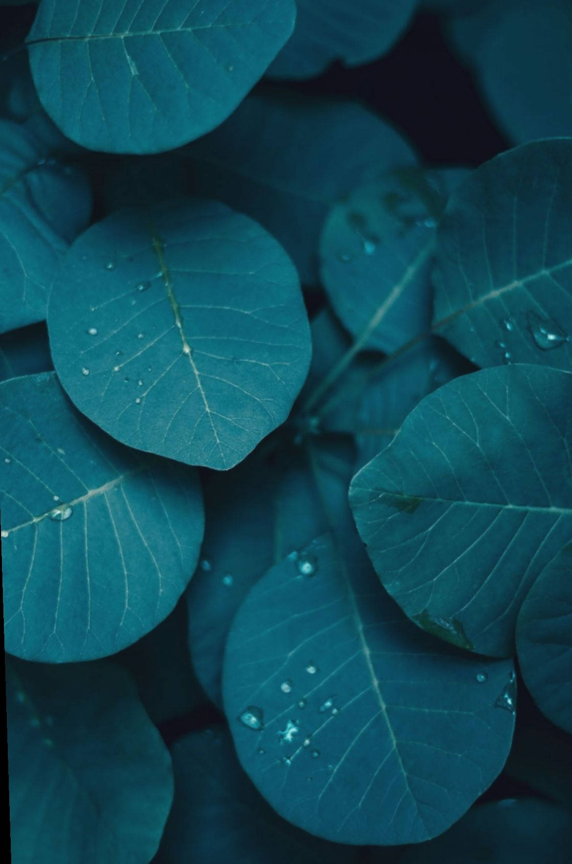 Stunning Dark Teal Leaves Wallpaper For Iphone Background