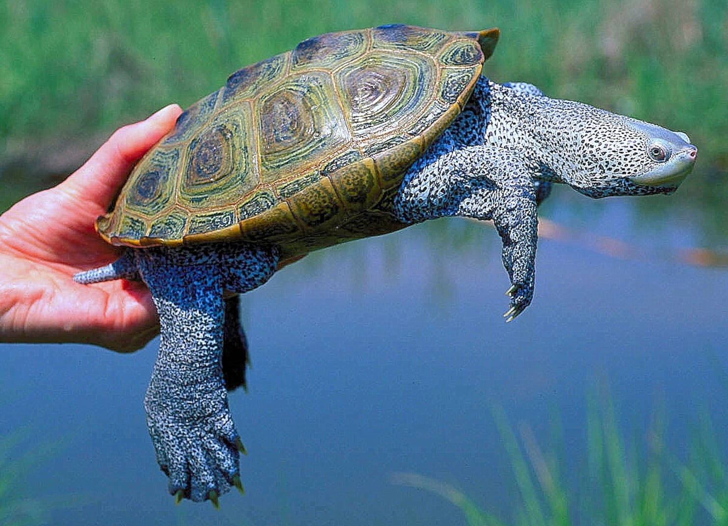 Stunning Diamondback Terrapin Swimming In Clear Waters Background