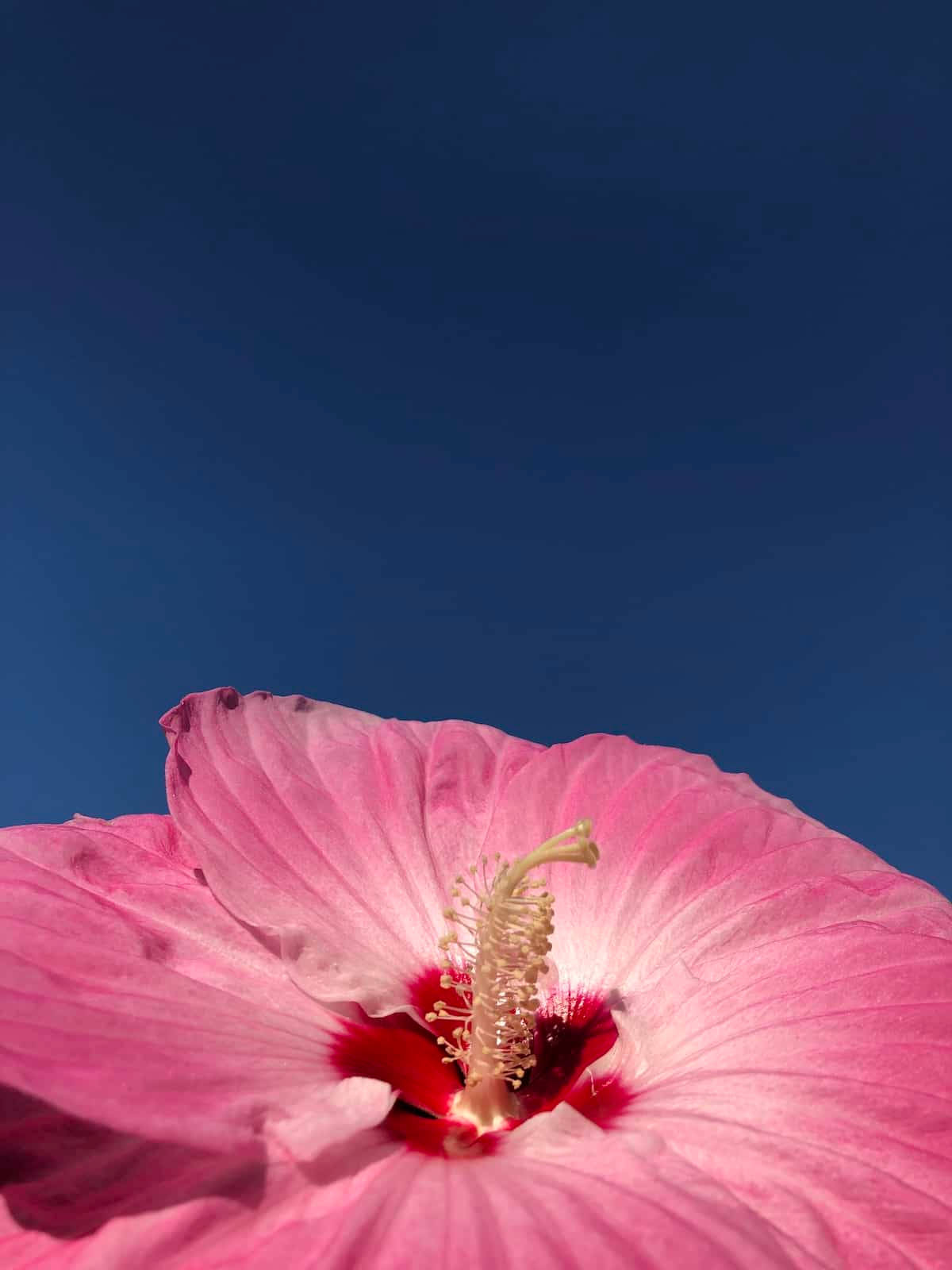 Stunning Dinner Plate Hibiscus In Full Bloom Background