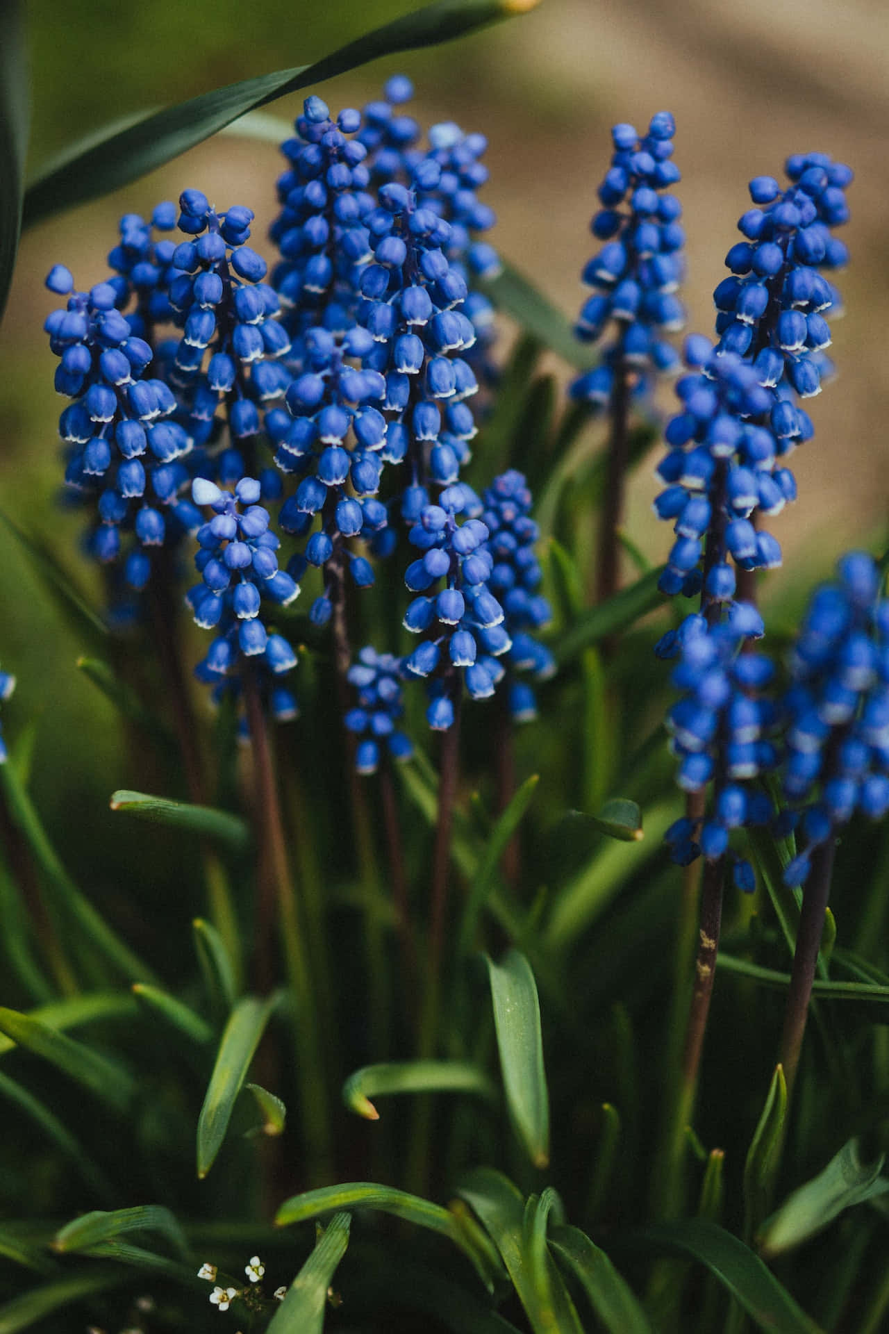 Stunning Display Of Grape Hyacinths - Blue Flowers For Your Phone Background