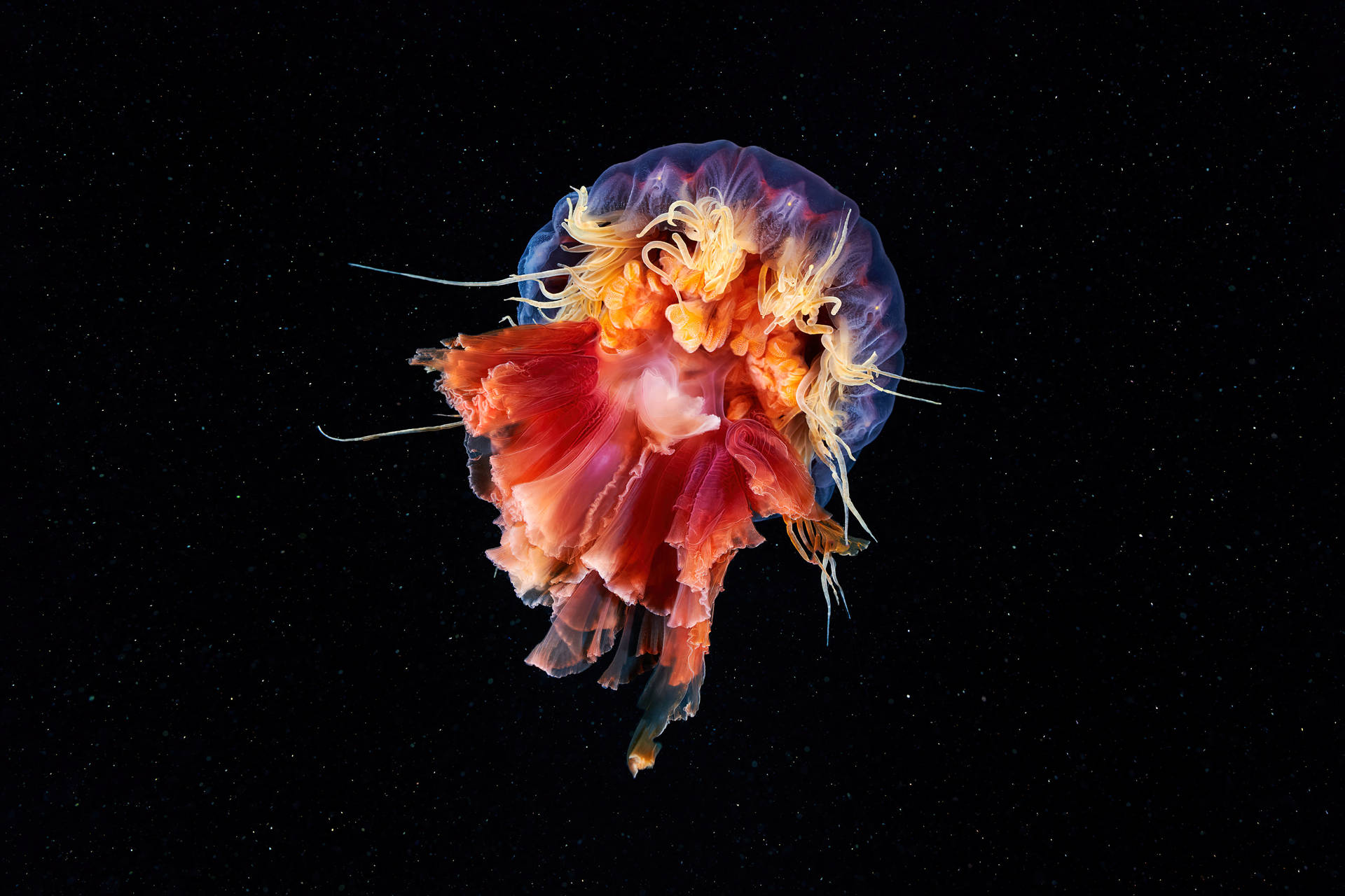 Stunning Display Of Jellyfish Art In The Darkness Of Space