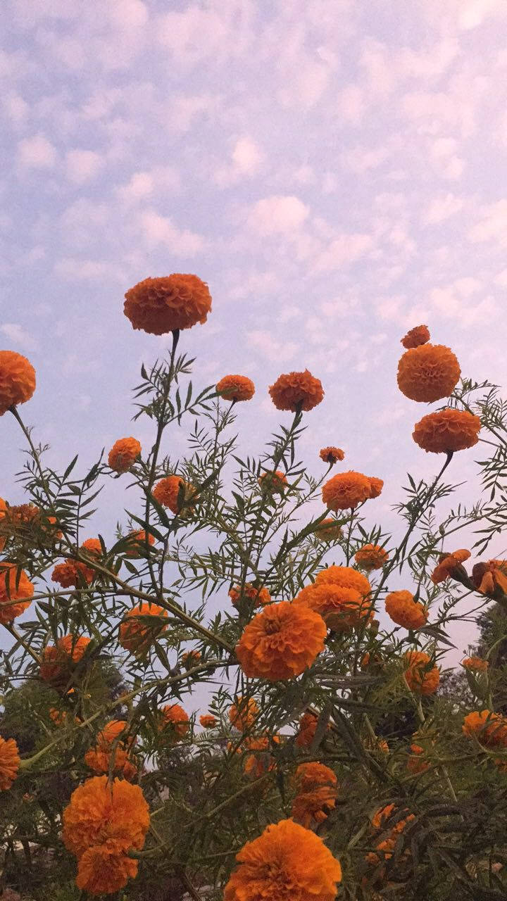 Stunning Display Of Orange Florals Background