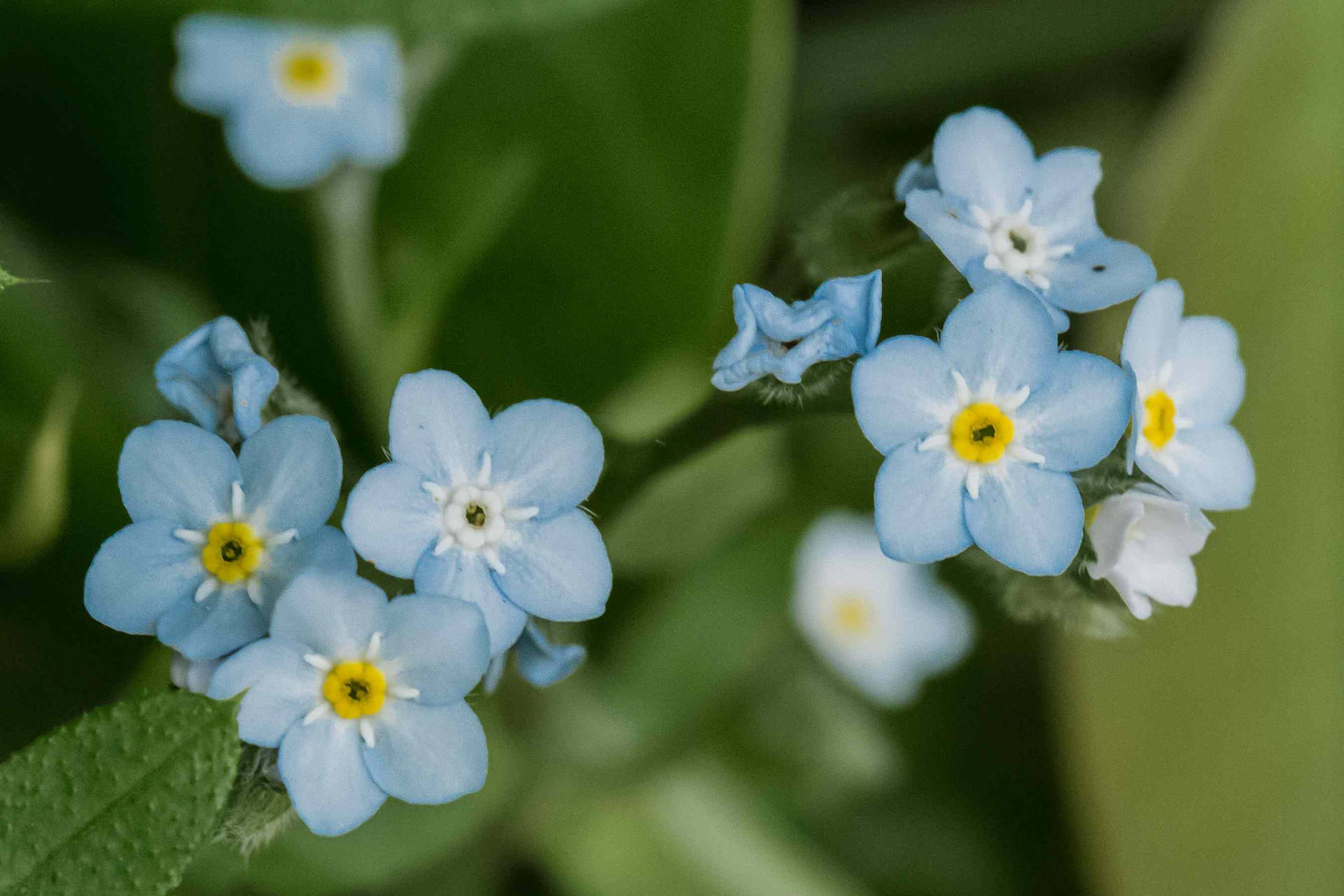 Stunning Display Of Vibrant Forget-me-not Flowers Background