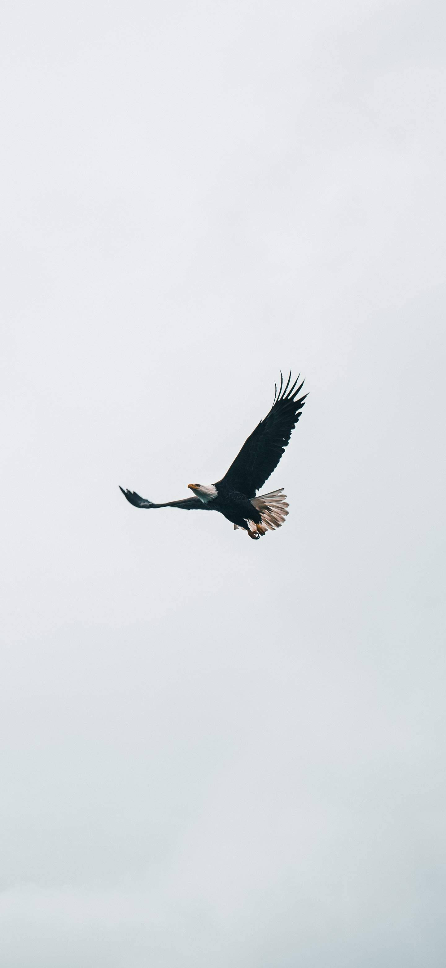 Stunning Eagle In Mid-flight Displayed On The Crisp Screen Of Oneplus 7 Pro Background